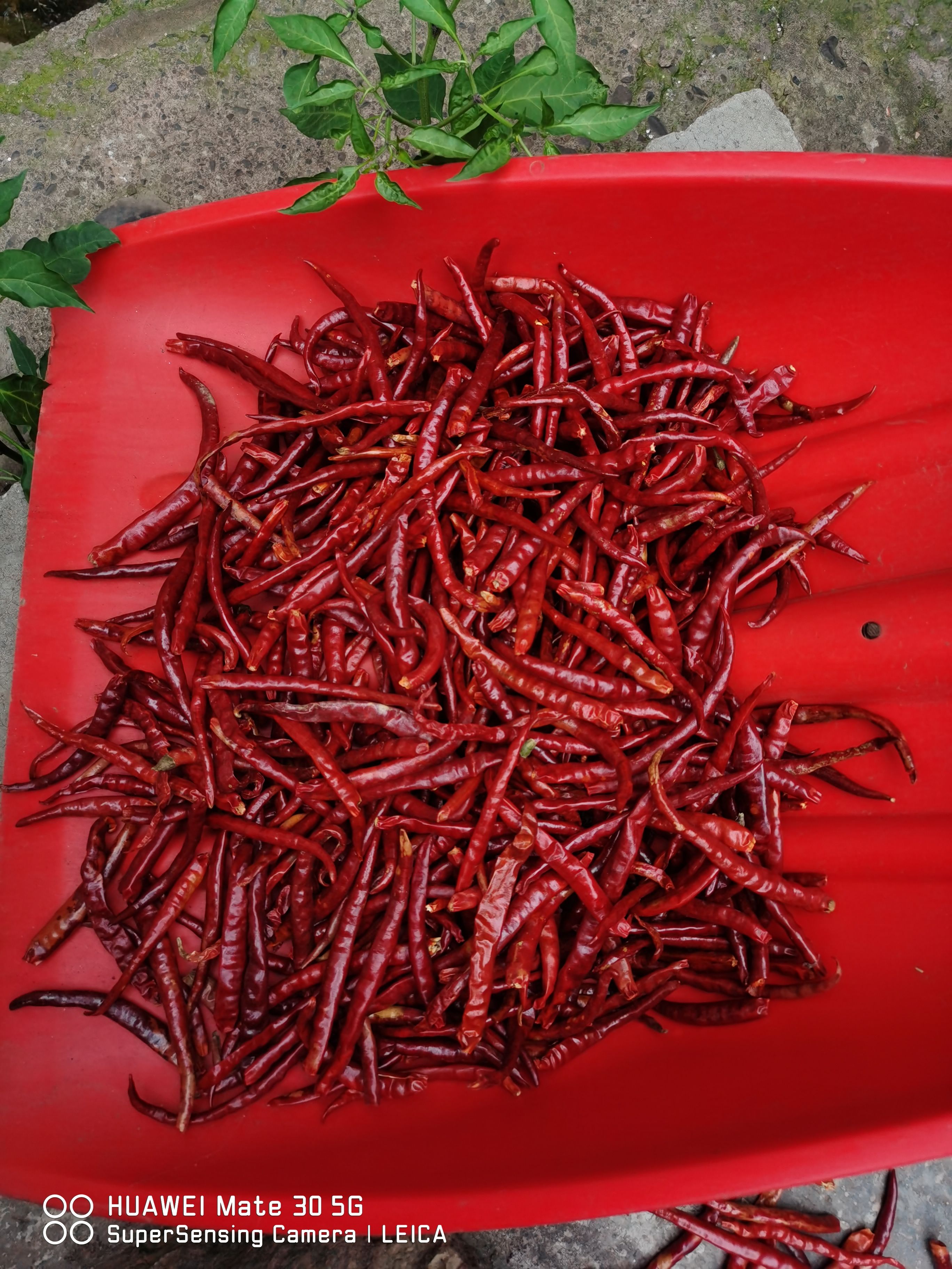 丘北干辣椒  山地丘北椒，自然风干，产地直销，全国发货