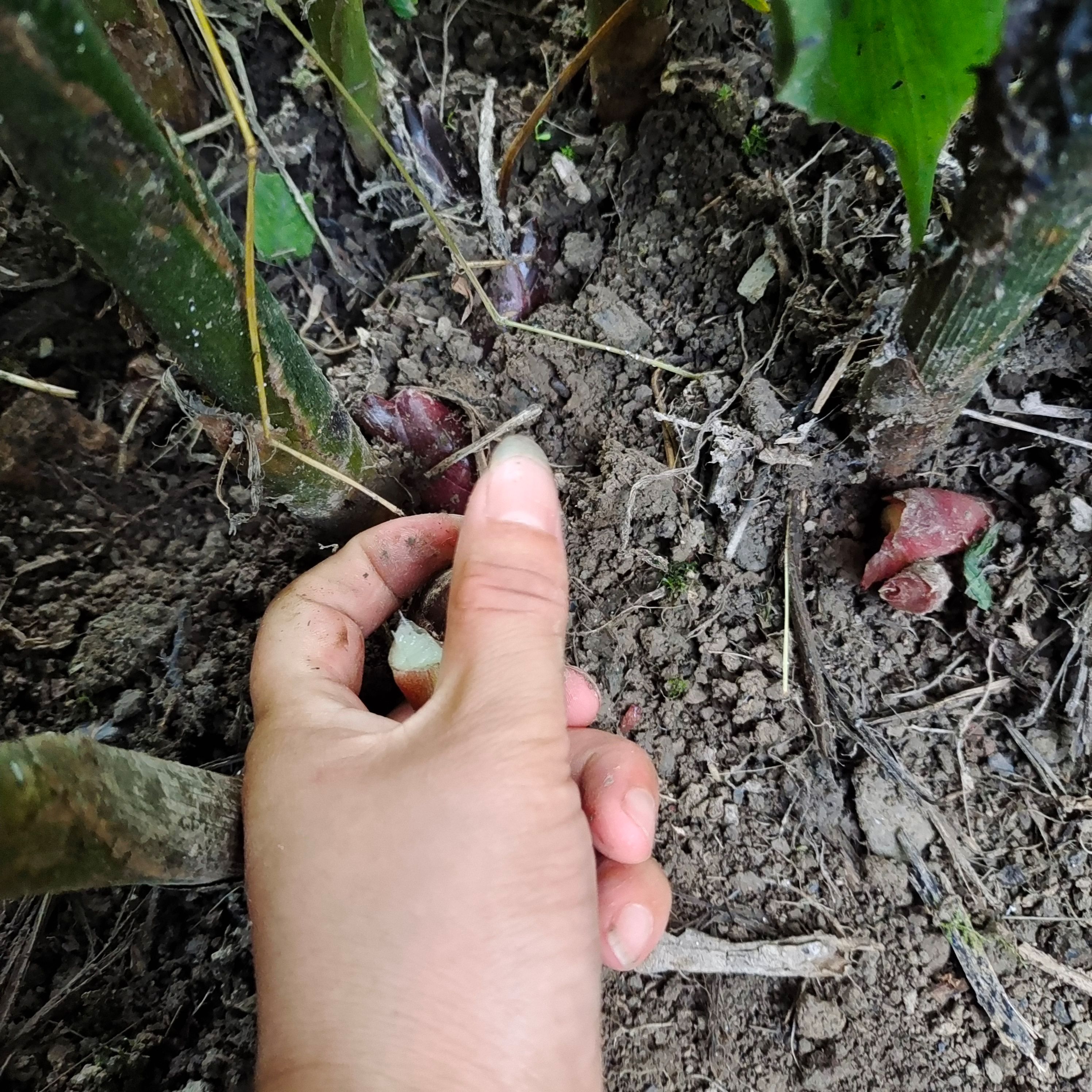 陕南高山阳荷姜