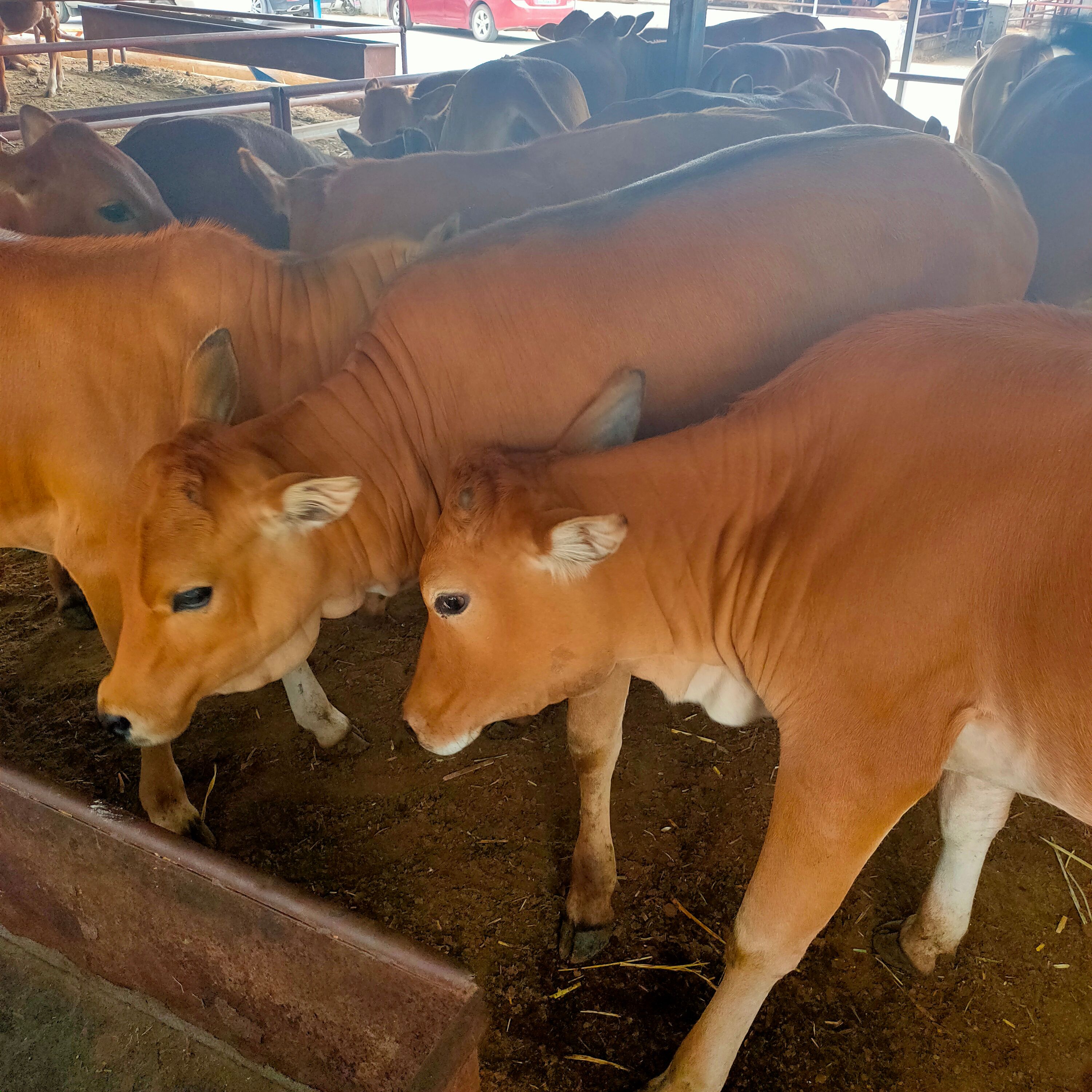 养殖场出售改良肉牛犊 小黄牛 包送养殖技术可回收