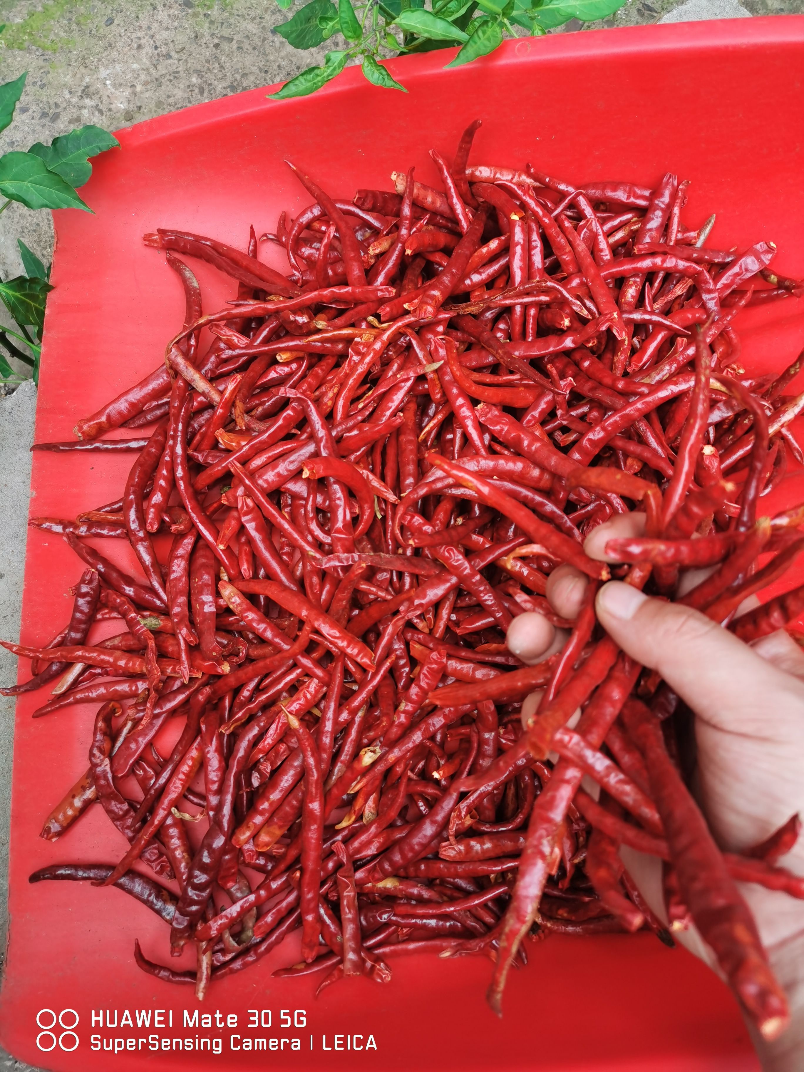 丘北干辣椒  山地丘北椒，自然风干，产地直销，全国发货