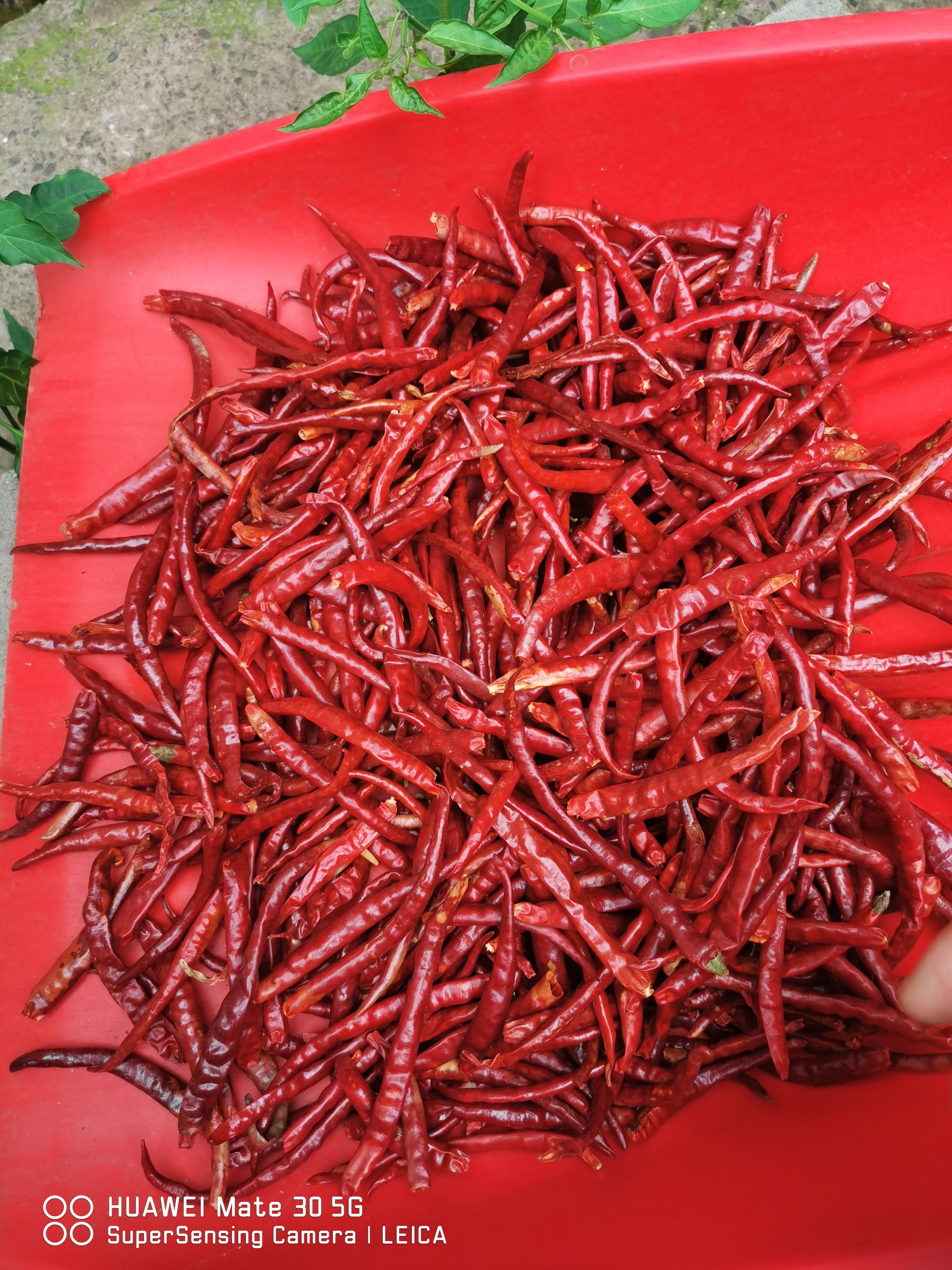 丘北干辣椒  山地丘北椒，自然风干，产地直销，全国发货