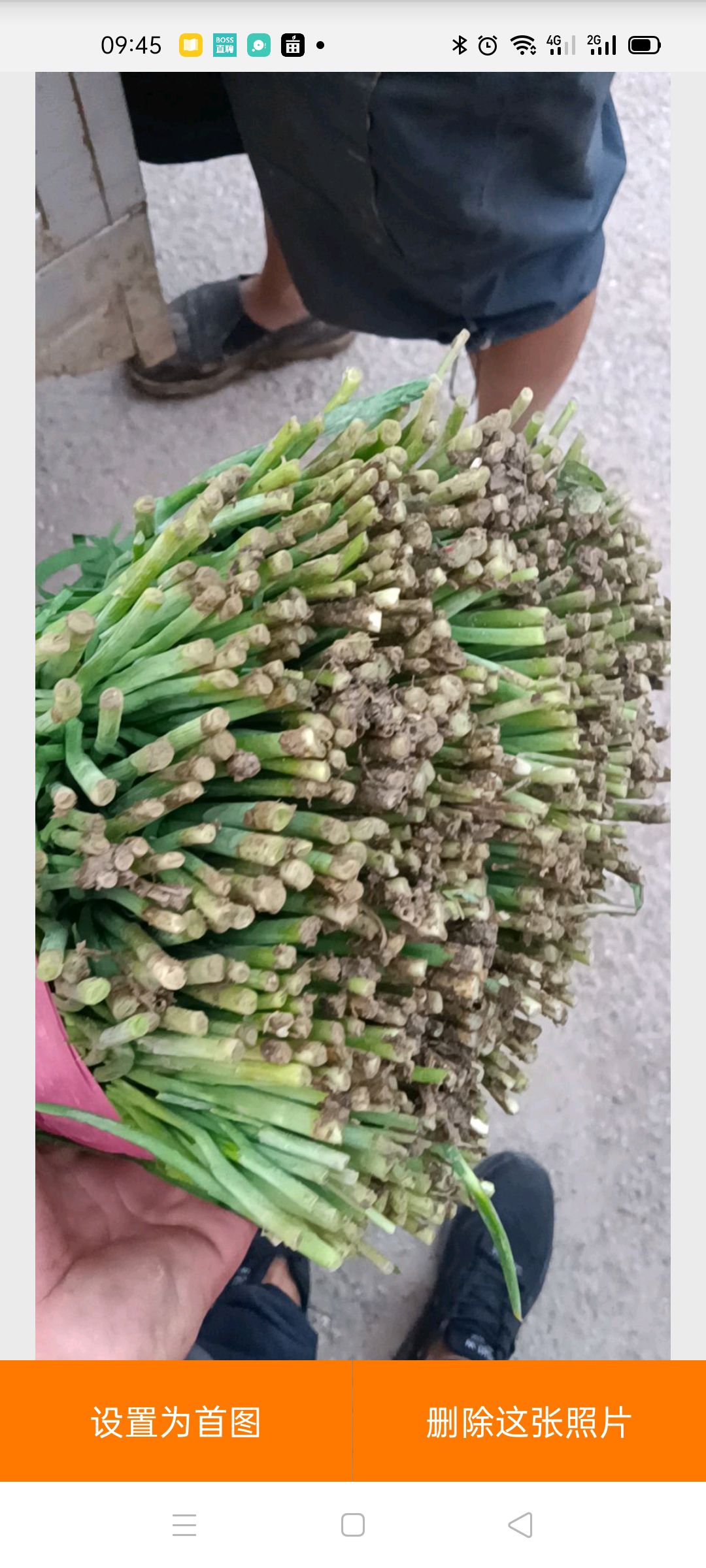 韭菜头刀二刀开始了