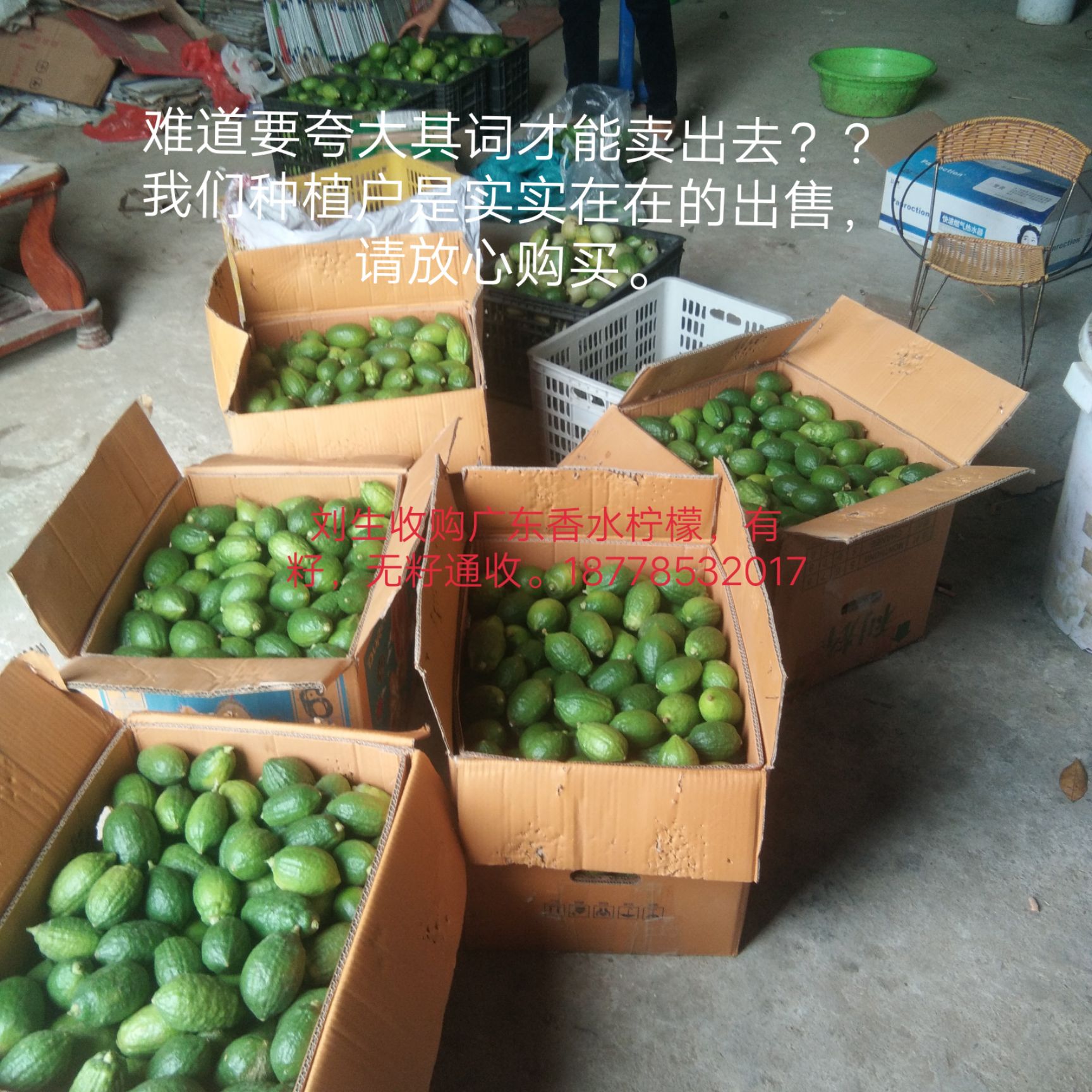 香水柠檬 广西壮族自治区玉林市博白县 无籽 