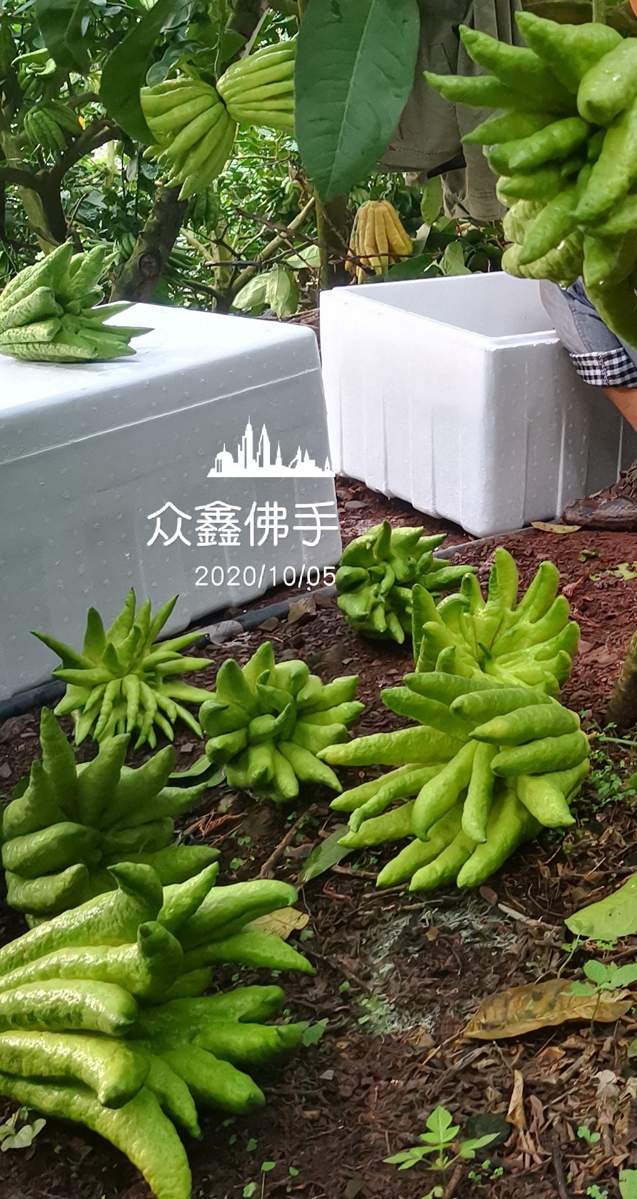 佛手观赏果，香橼观赏果