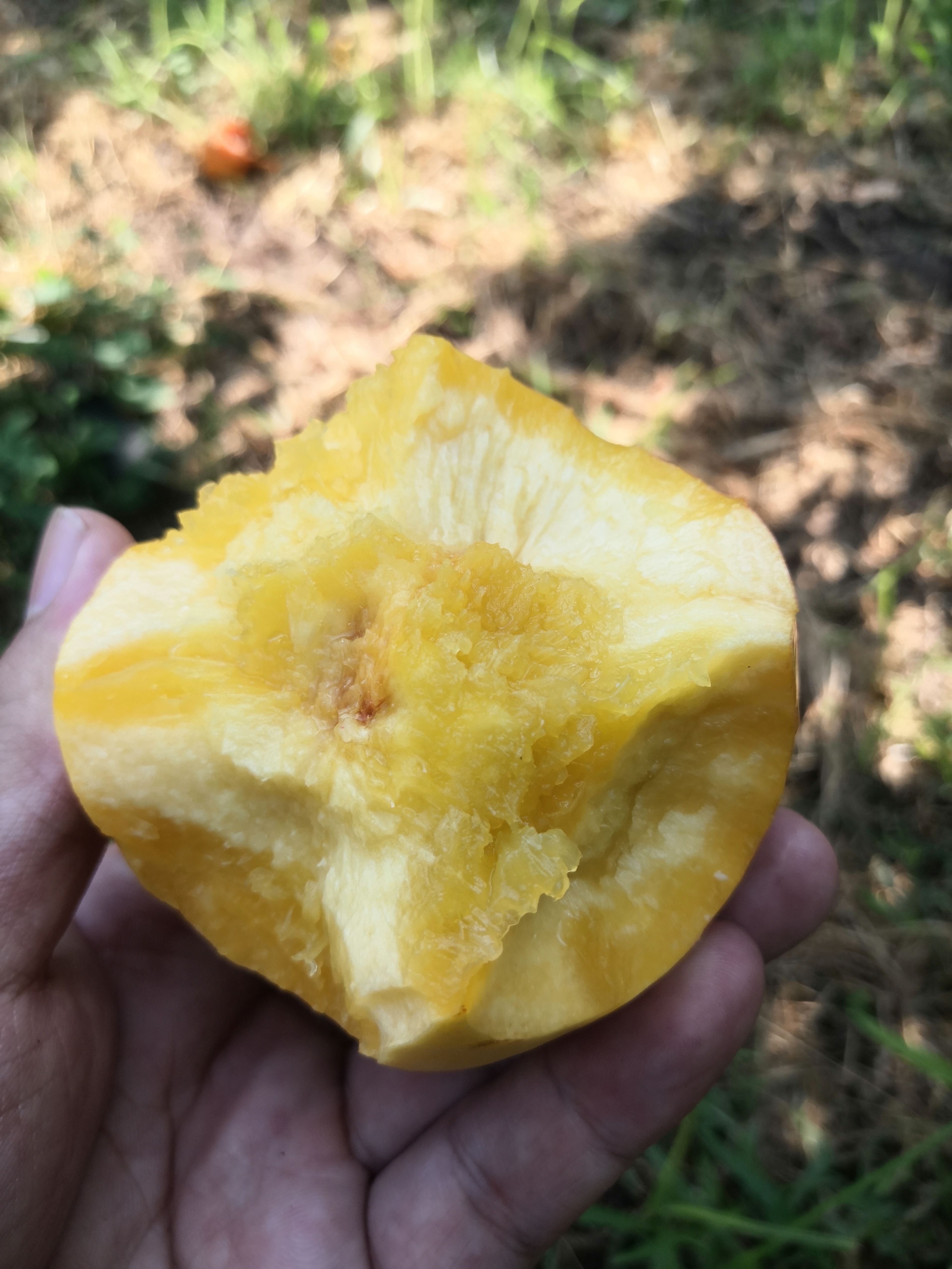 中油油桃  中油8号。我们这最晚熟的油桃。个头大，颜色好甜度高。口感好。
