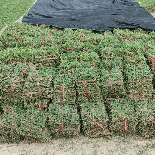 廉江市 湛江大叶油草，草，长期供应，价格实惠！