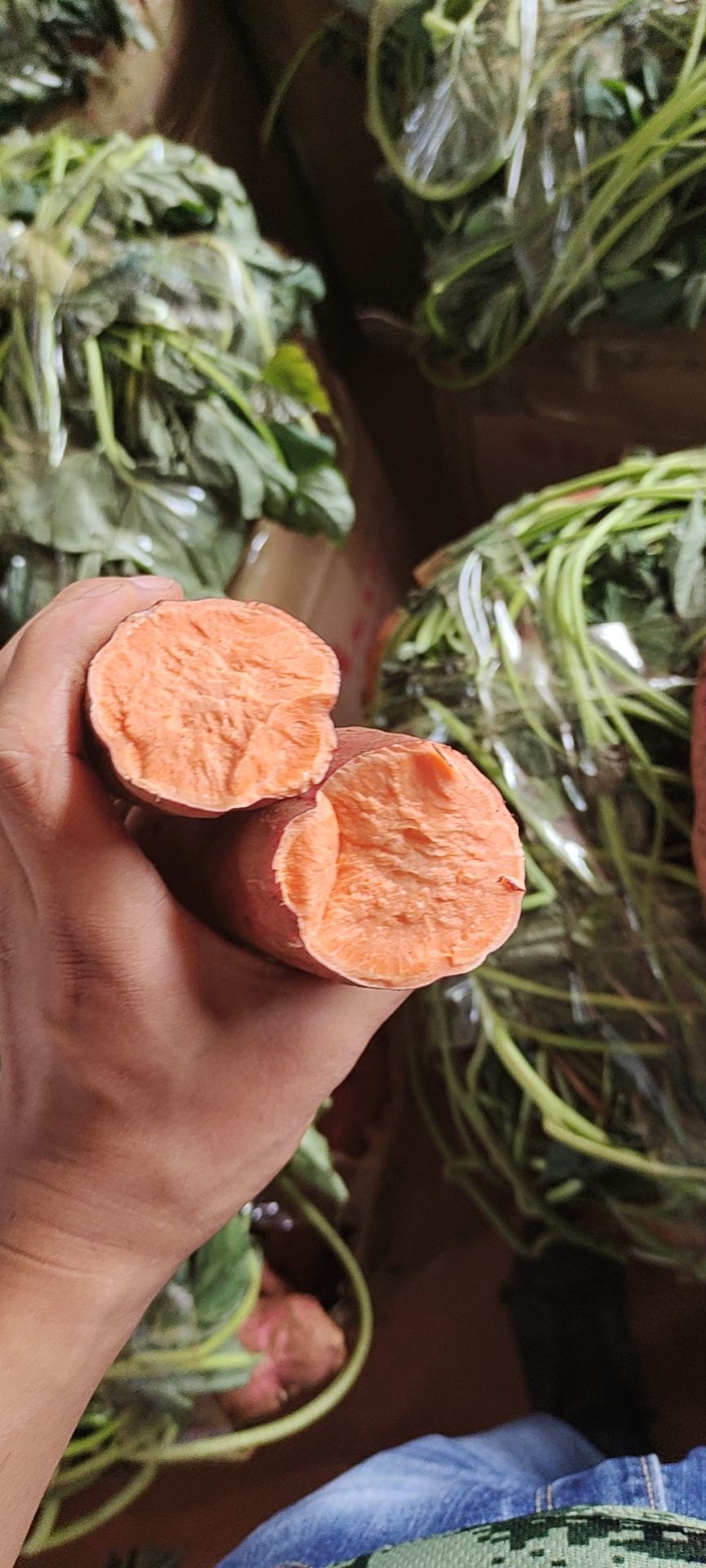 红薯 云南省文山壮族苗族自治州马关县 3两~6两 红皮 