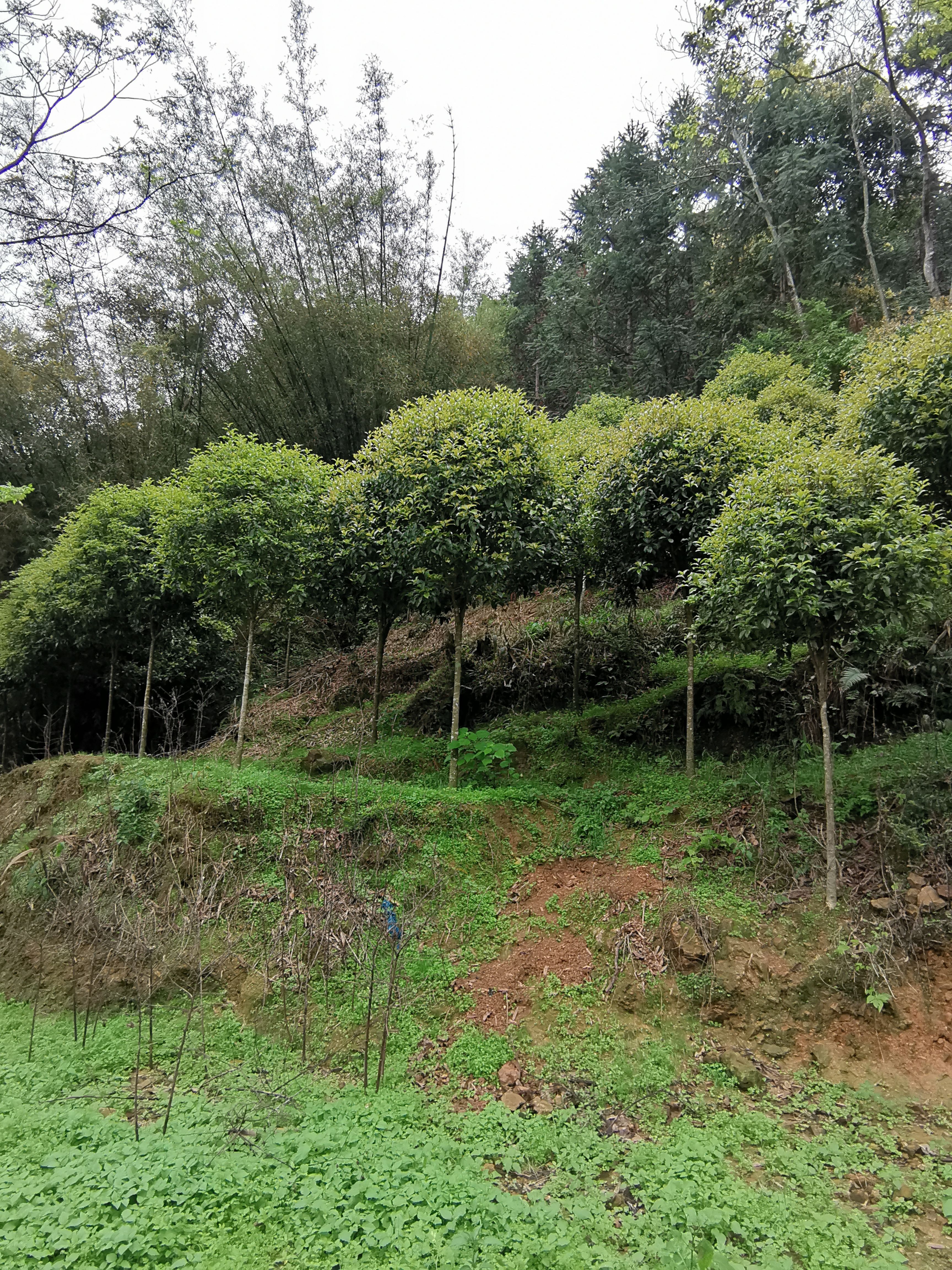 桂花树  精品高杆桂花