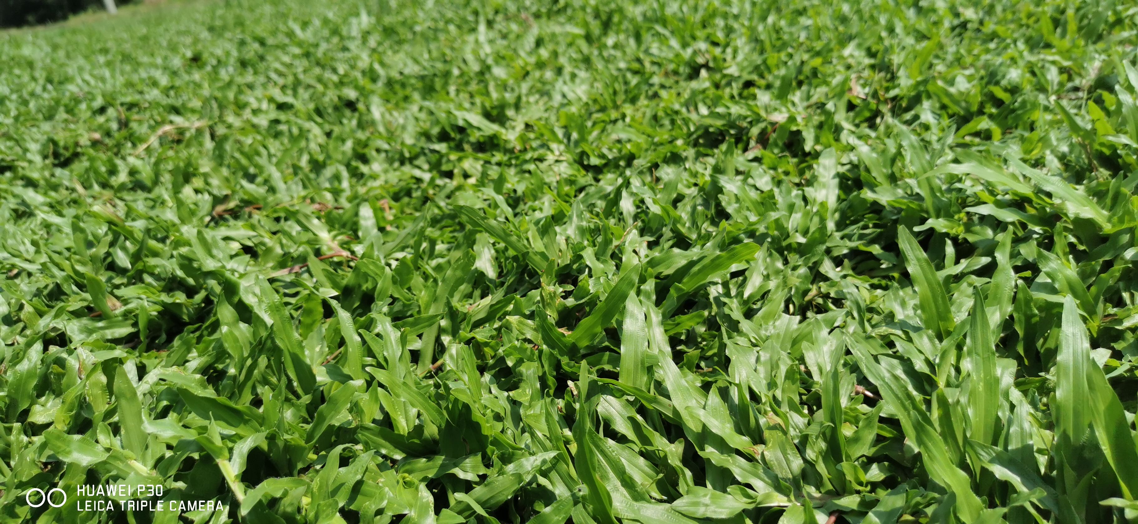  湛江大叶油草，草，长期供应，价格实惠！