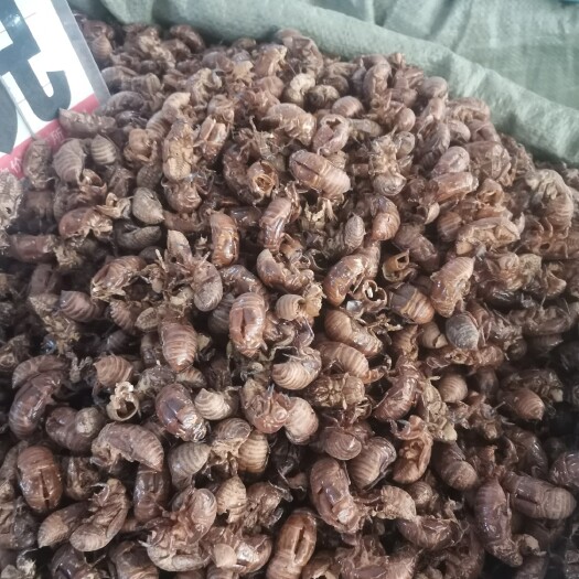 玉林 中药材天然蝉蜕蝉衣知了壳蝉脱金蝉衣爬了狗虫蜕自然脱