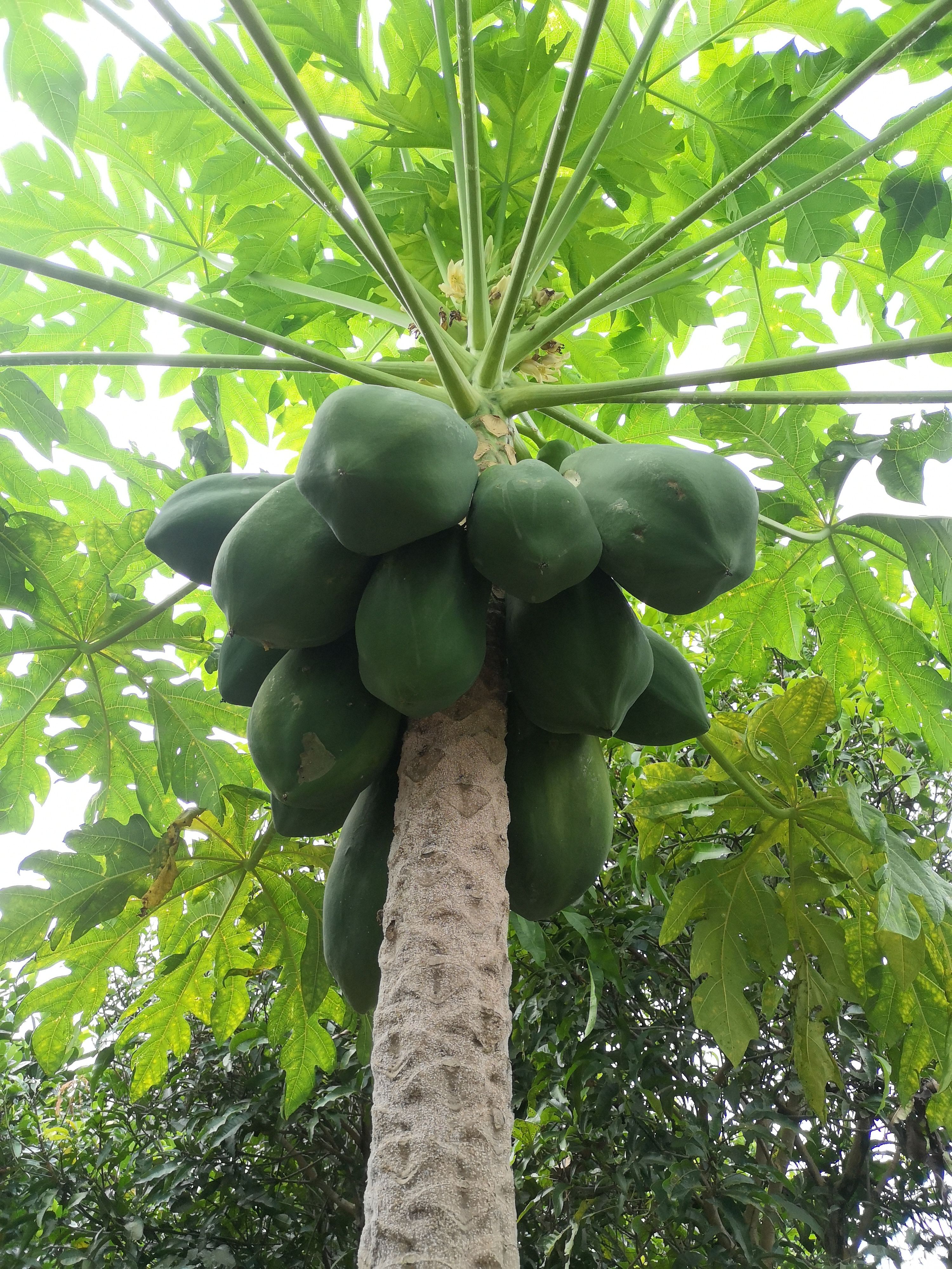 大白木瓜 精品红心木瓜 坏果包赔 水果木瓜 木瓜产地直销