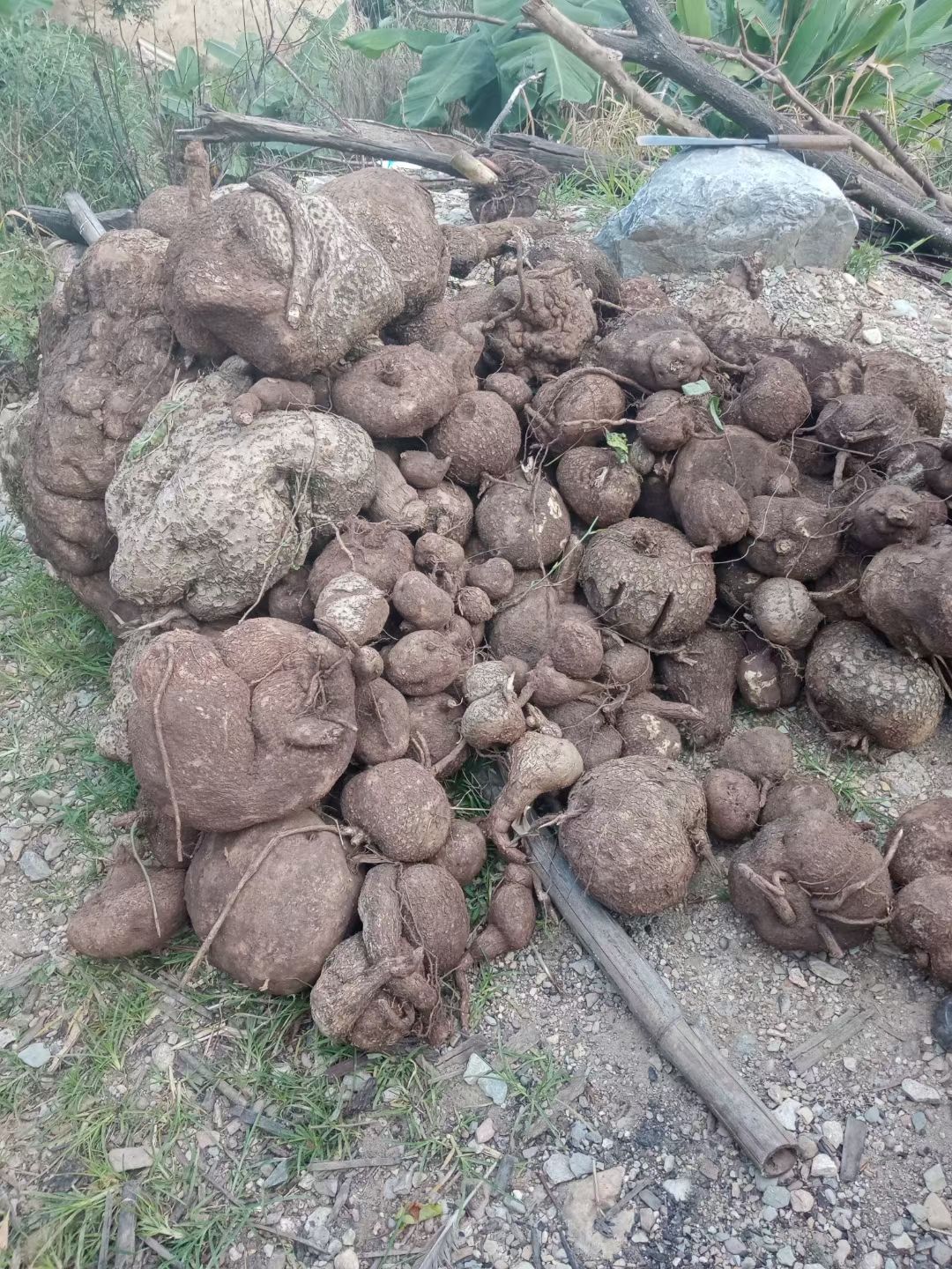 山乌龟 药材金不换山乌 龟