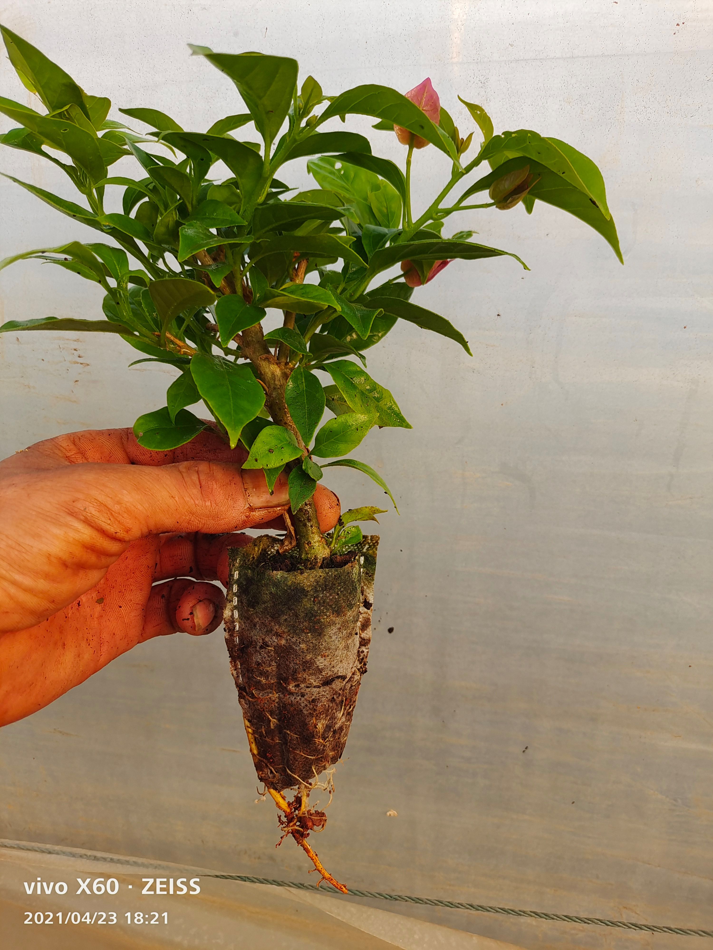 印度画报三角梅四季变色营养杯苗种植范围盆栽 绿化 庭园种植