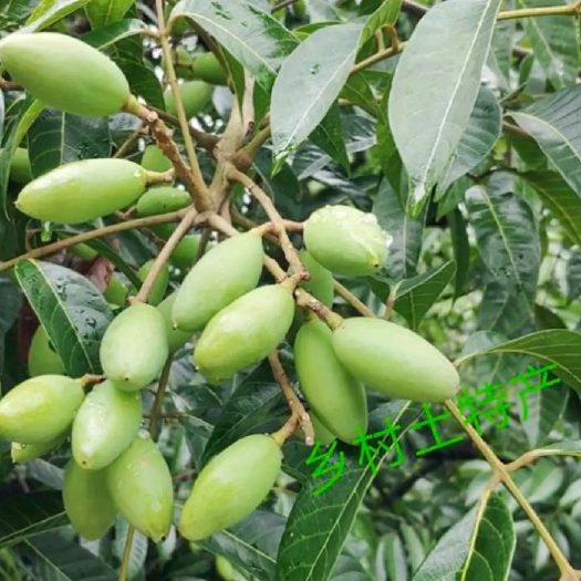 重庆新鲜橄榄孕妇儿童煲汤泡水青果自家种植现摘现发泡酒余甘果