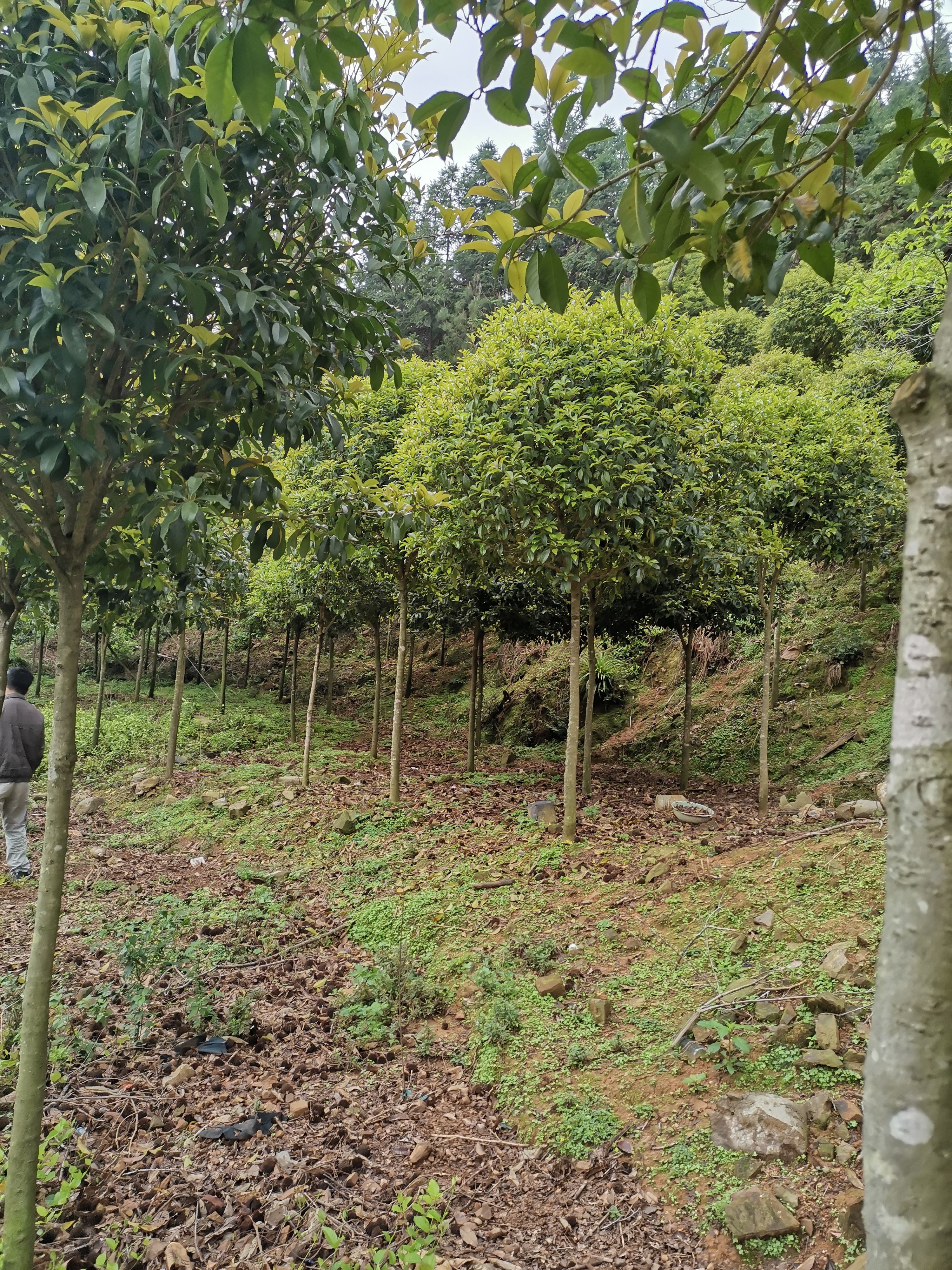 桂花树  精品高杆桂花