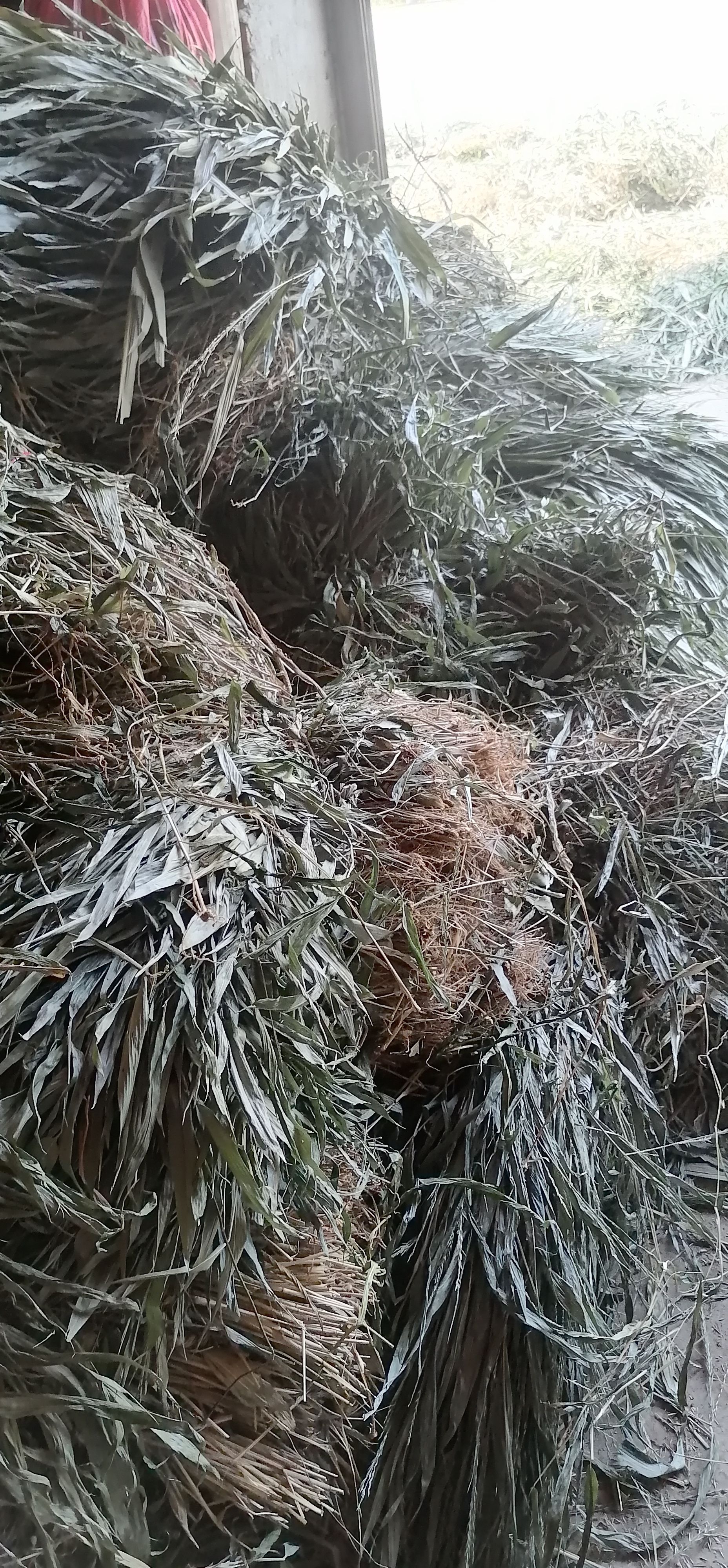 淡竹叶中药材无根无花产地直销欢迎来电选购