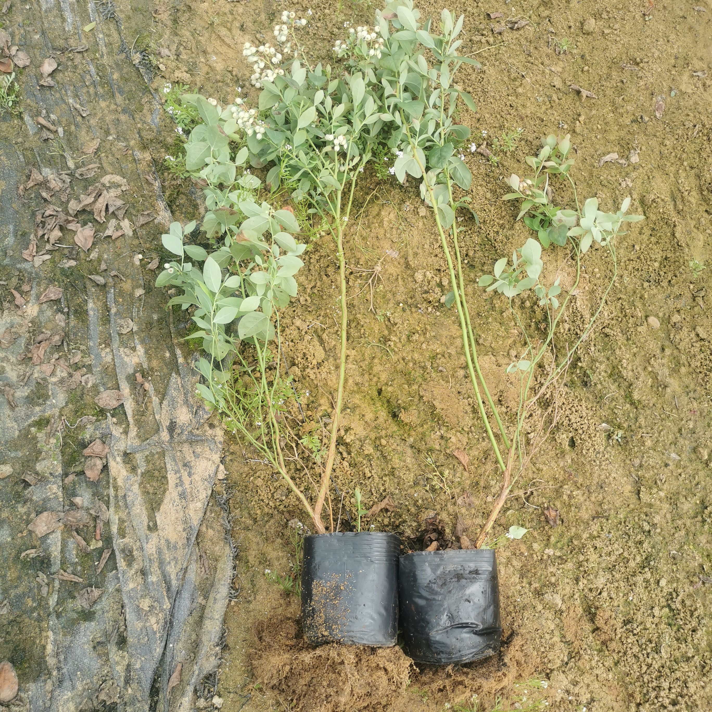 南高丛蓝莓苗  珠宝蓝莓苗 绿宝石蓝莓苗 蓝莓苔藓苗 有瑞