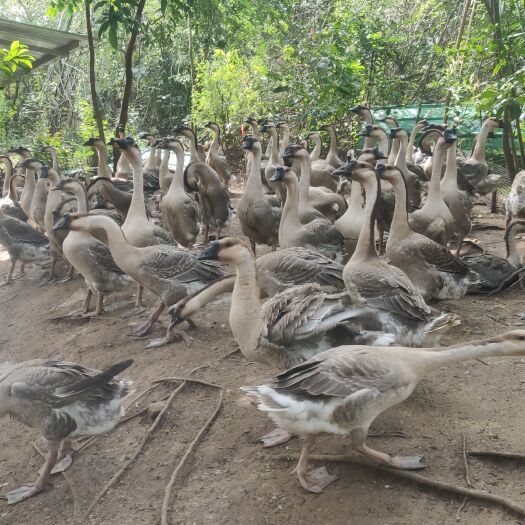 阳江肉鹅 83天阳江杂250只左右，鹅头180只左右，鹅尾60只左右。