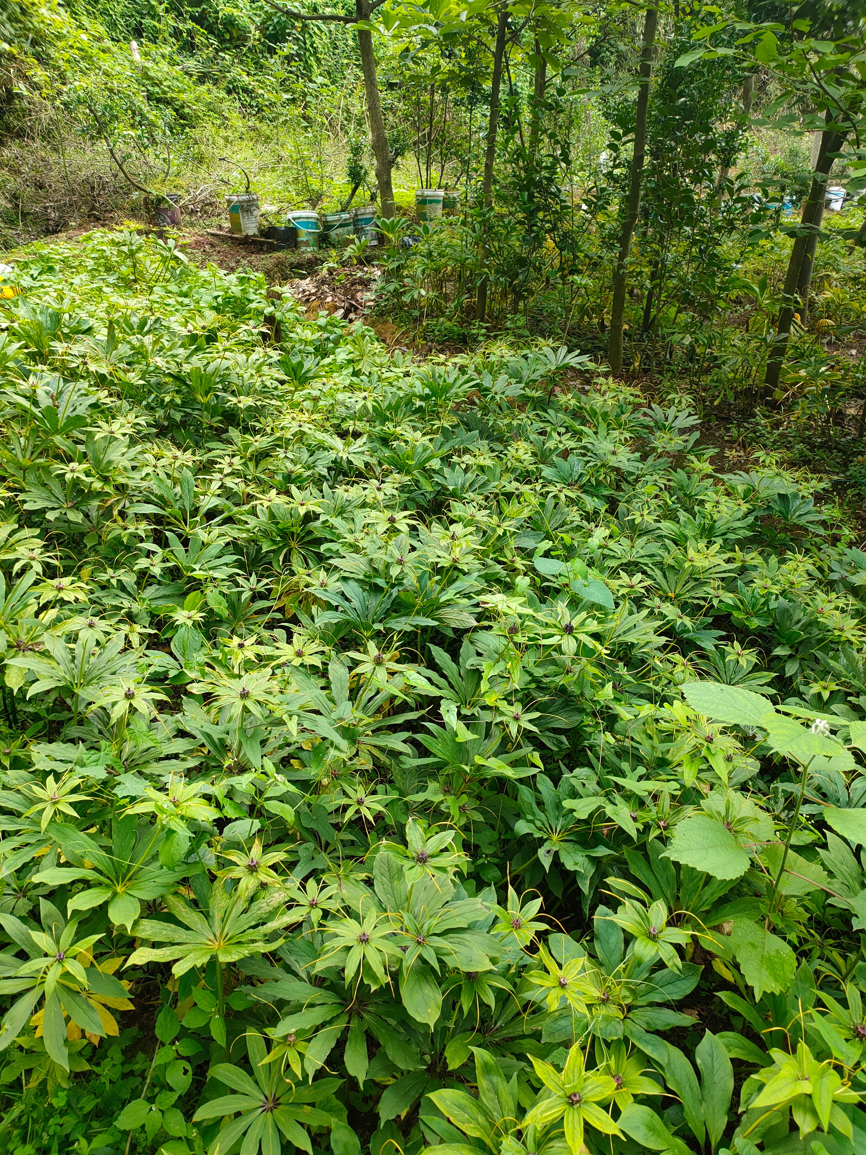 矮杆滇重楼 七叶一枝花，重楼