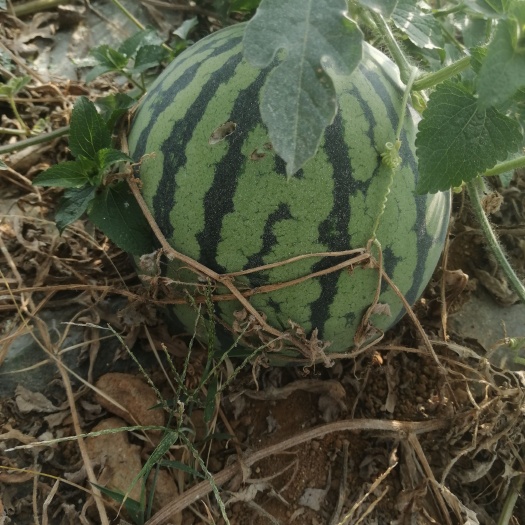 美都西瓜 云南省楚雄彝族自治州禄丰县 2茬 