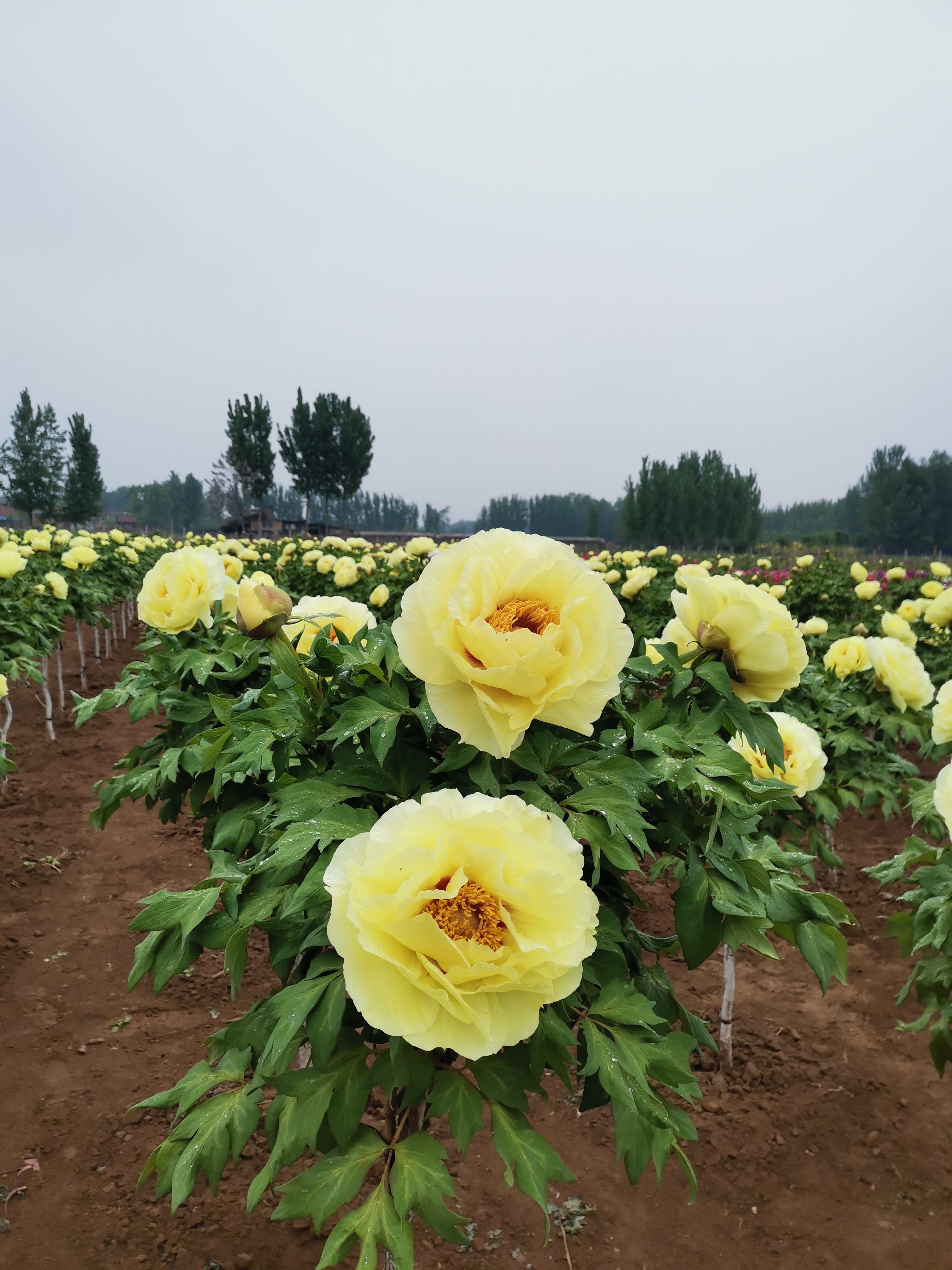 独杆牡丹树，花王，皇冠！