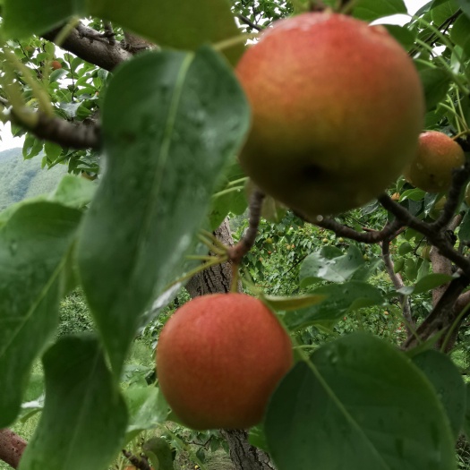 铁岭红南果梨（全红）色泽鲜艳口感清香甜脆果肉细腻耐储存.糖度20