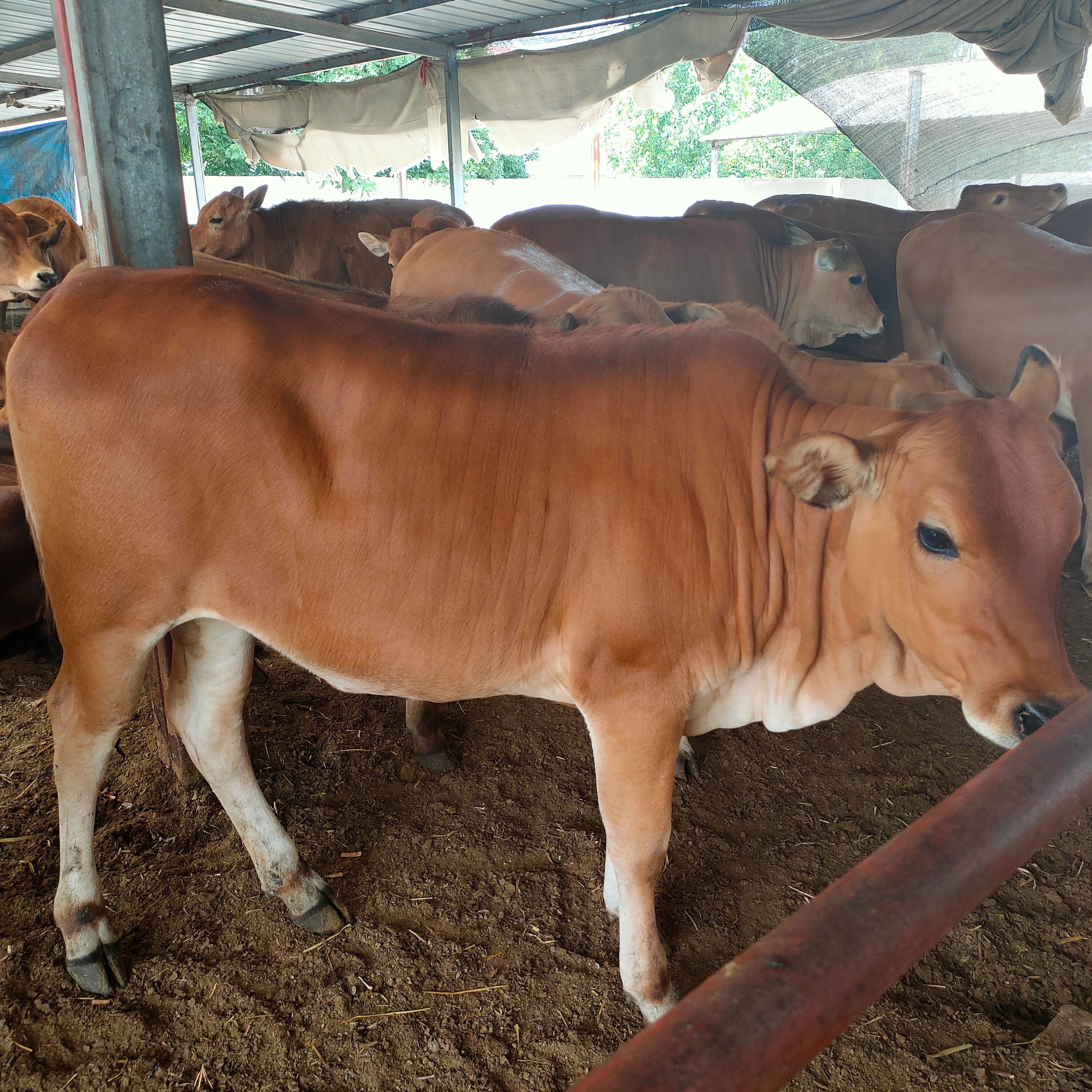 养殖场出售改良肉牛犊 小黄牛 包送养殖技术可回收