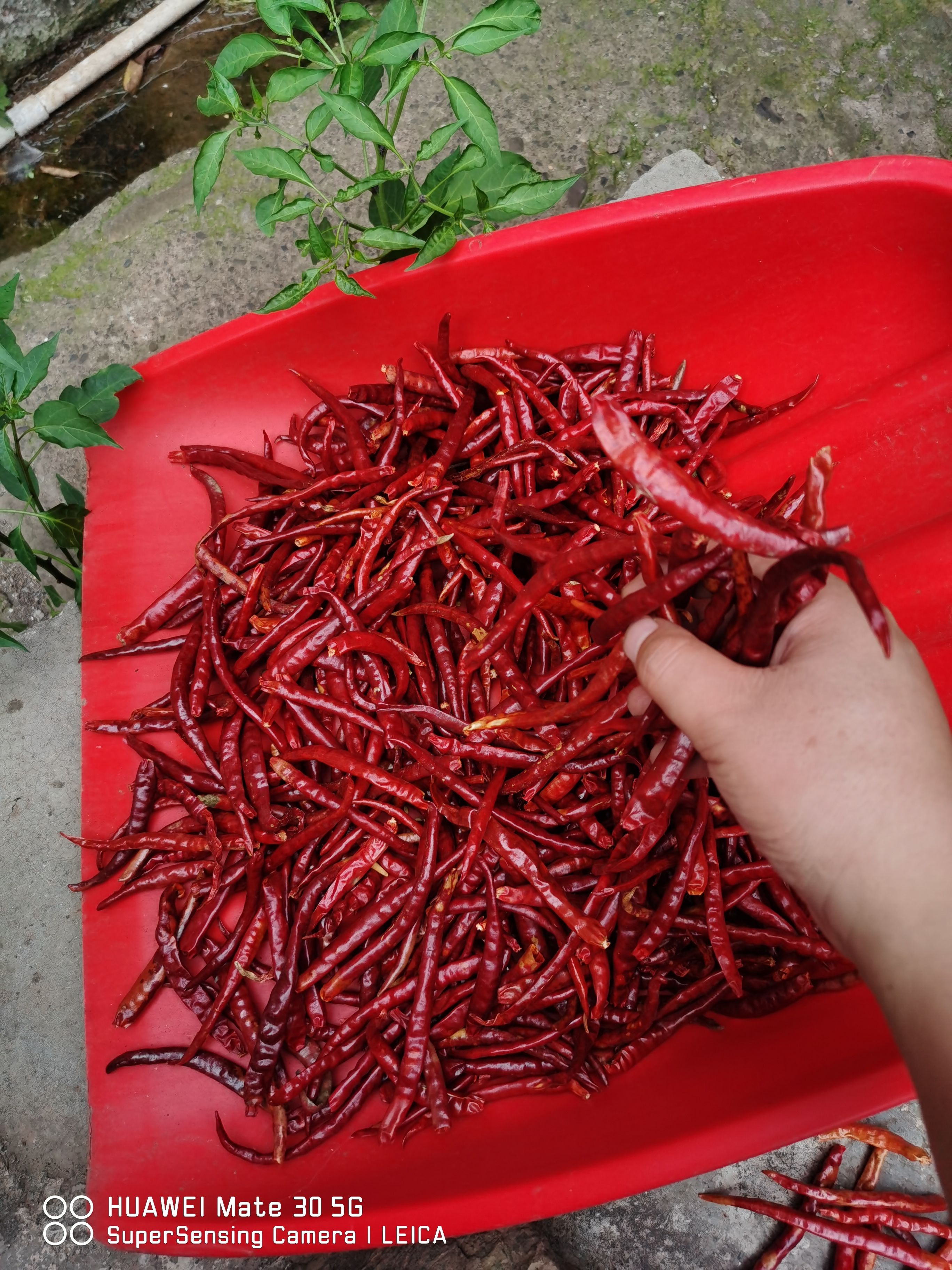 丘北干辣椒  山地丘北椒，自然风干，产地直销，全国发货