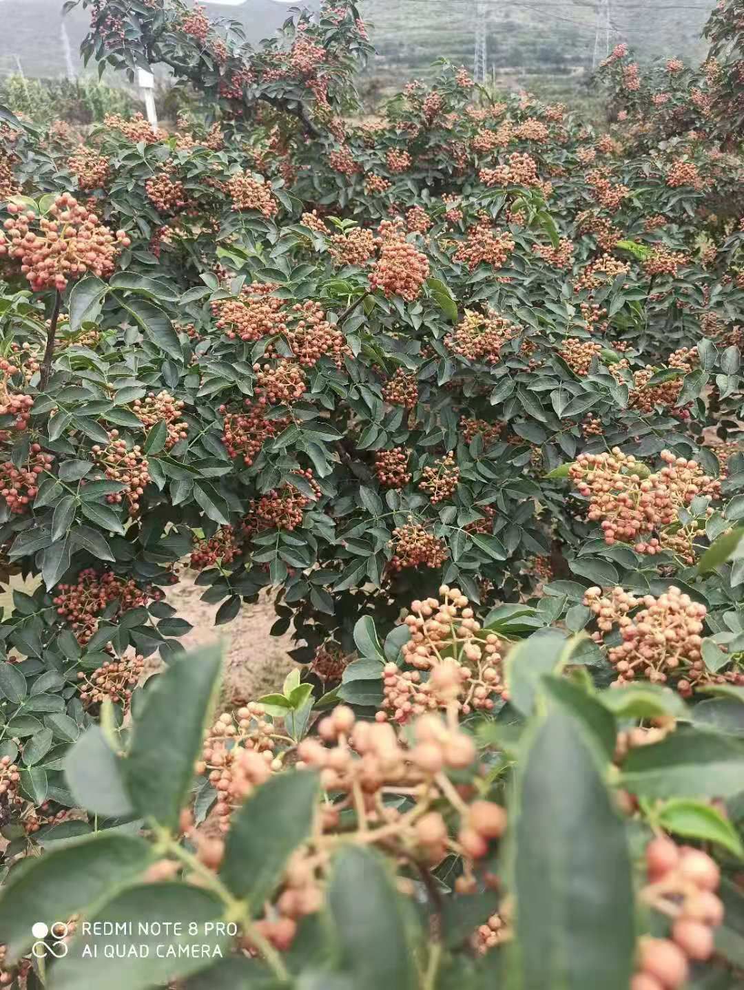 花椒