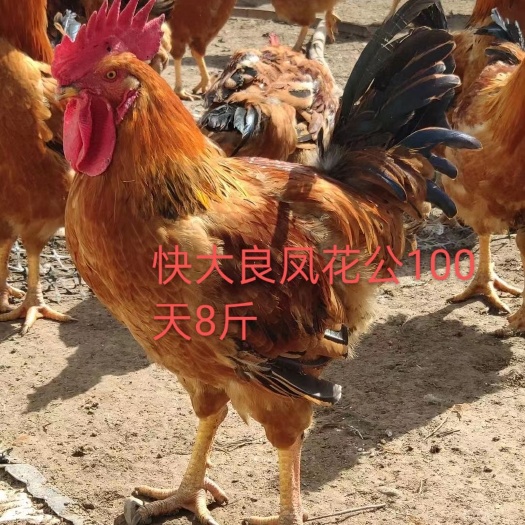 广州良凤花鸡苗 良凤花