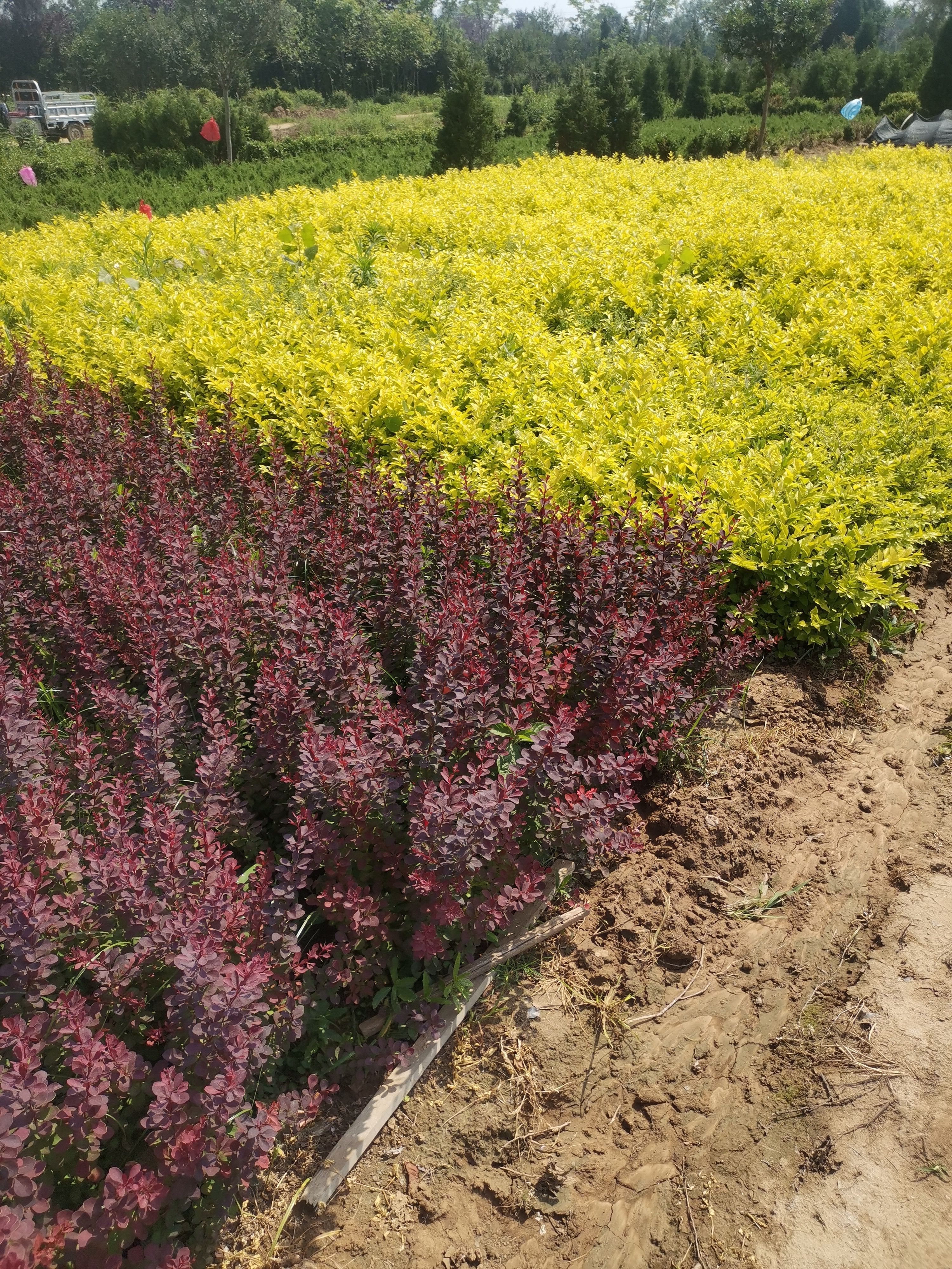 金叶女贞苗  金叶女贞当年生多年生苗木现挖现发现场确认后起苗