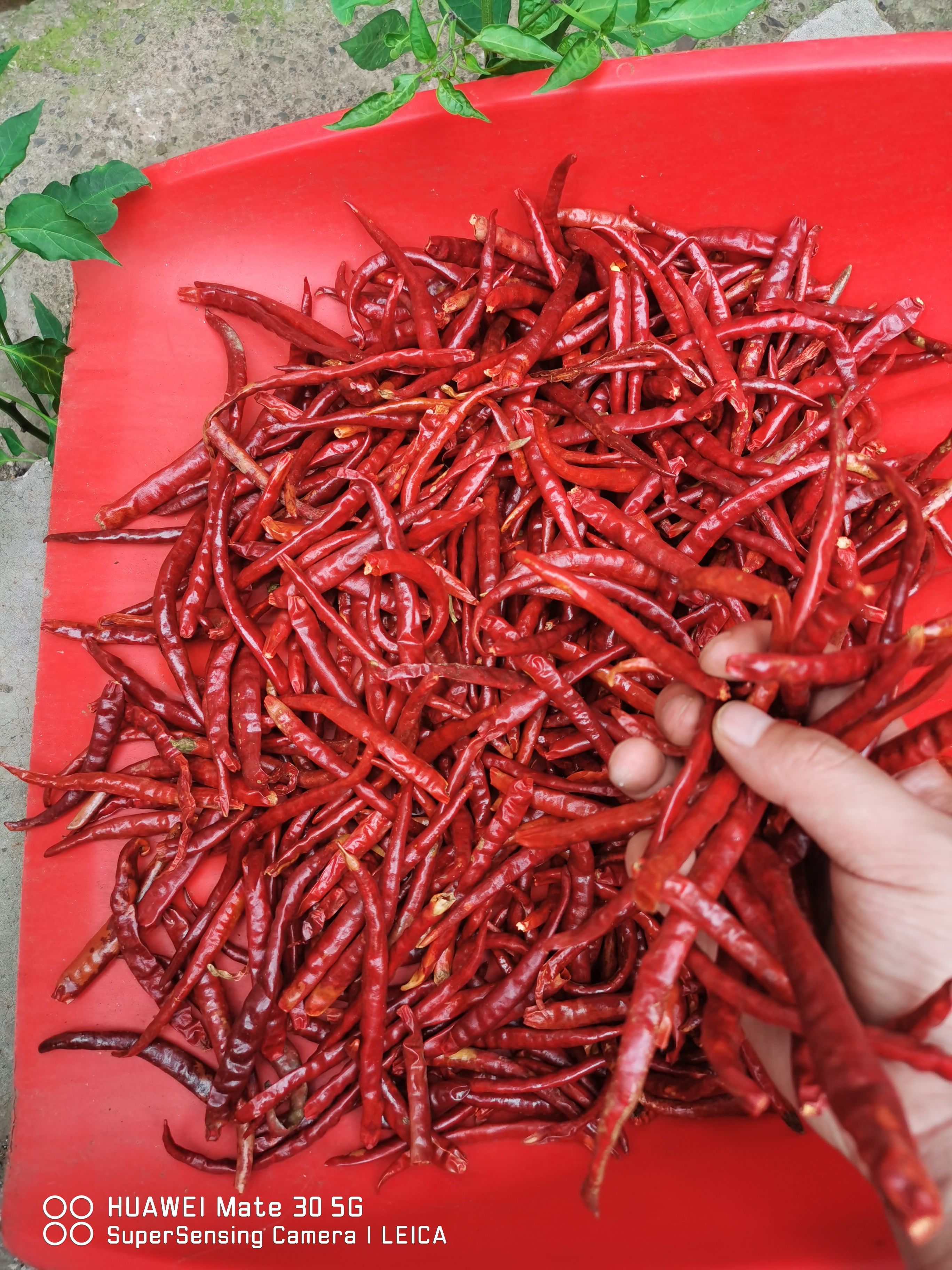 丘北干辣椒  山地丘北椒，自然风干，产地直销，全国发货