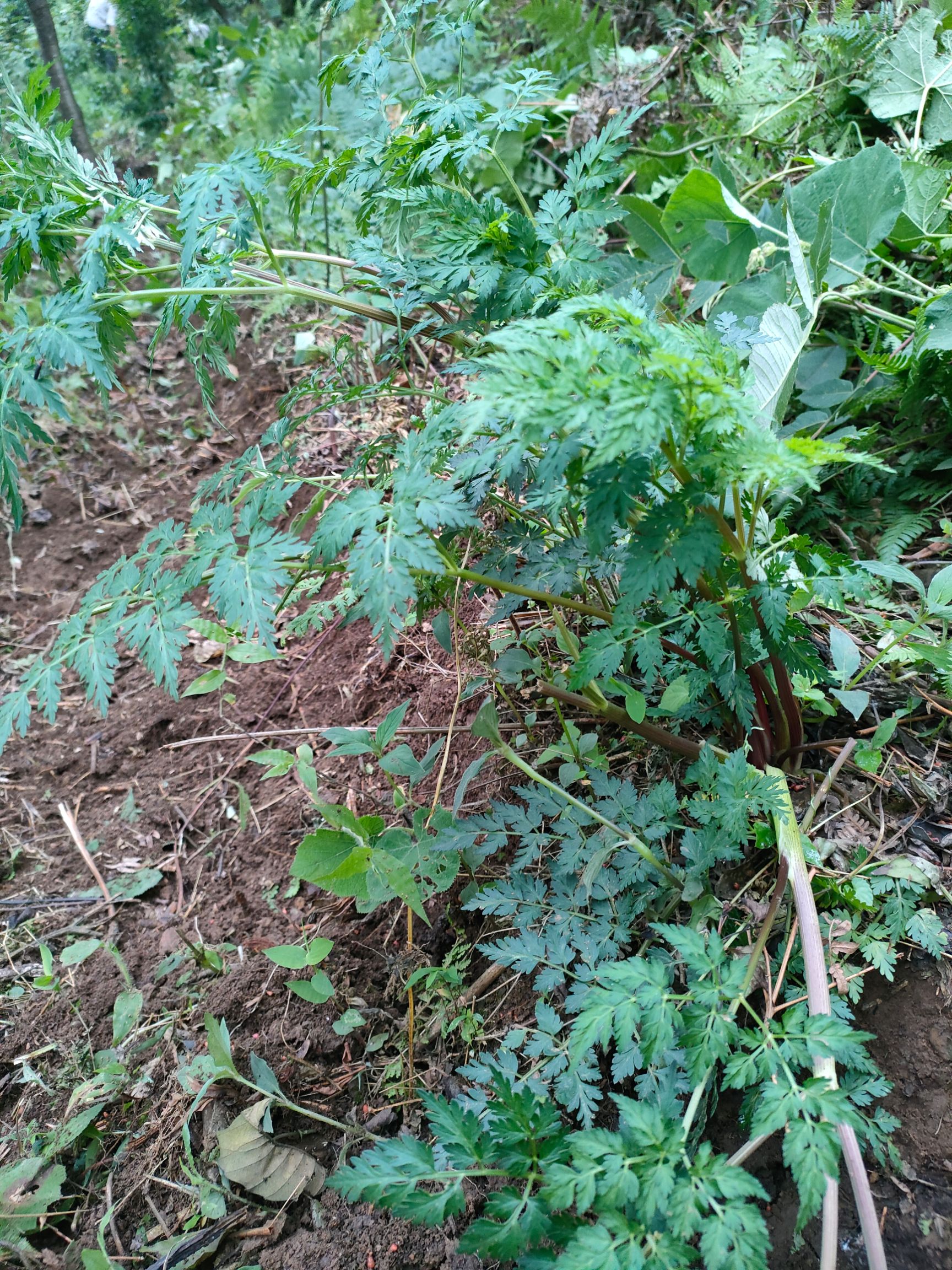 川白芷 白芷，非种植，