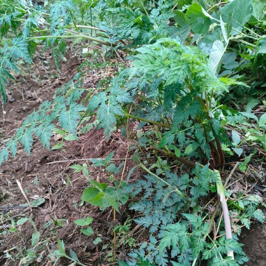 镇雄县川白芷 白芷，非种植，