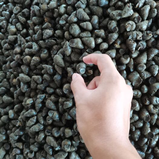 潜江市精品大石螺，炮头，各种规格大量有货，全国发货