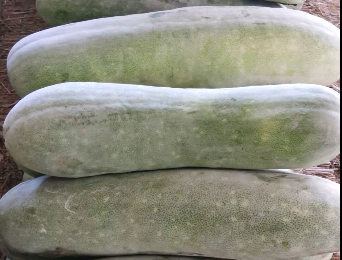 白皮冬瓜大量供货 质量保证