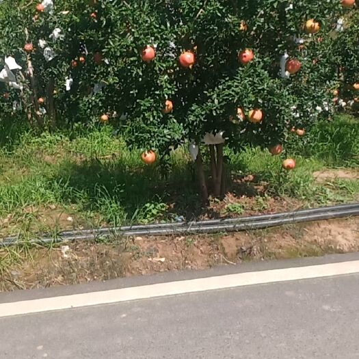会理市 会理突尼斯软籽石榴