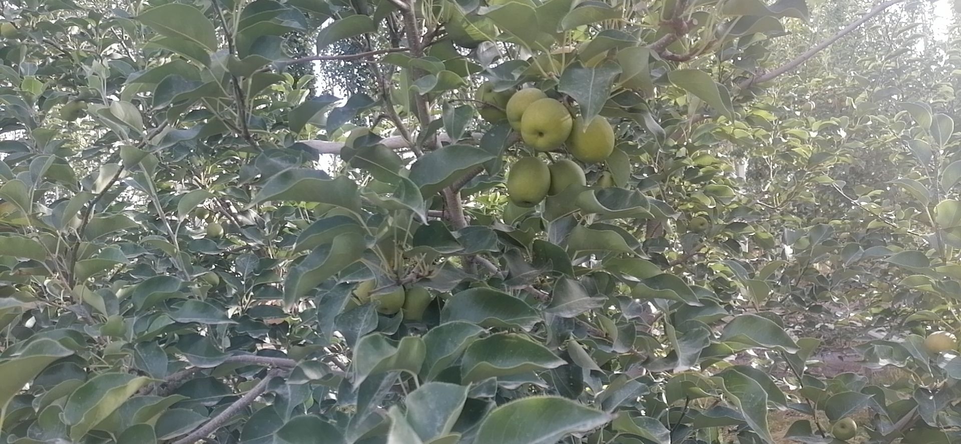 香梨 果型好，果子大，颜色红润。