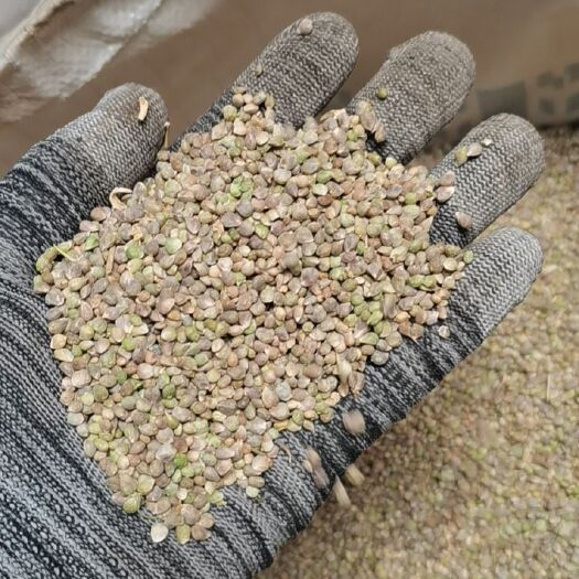 德州 大叶圆菠菜籽，新货刚下来。欢迎选购。