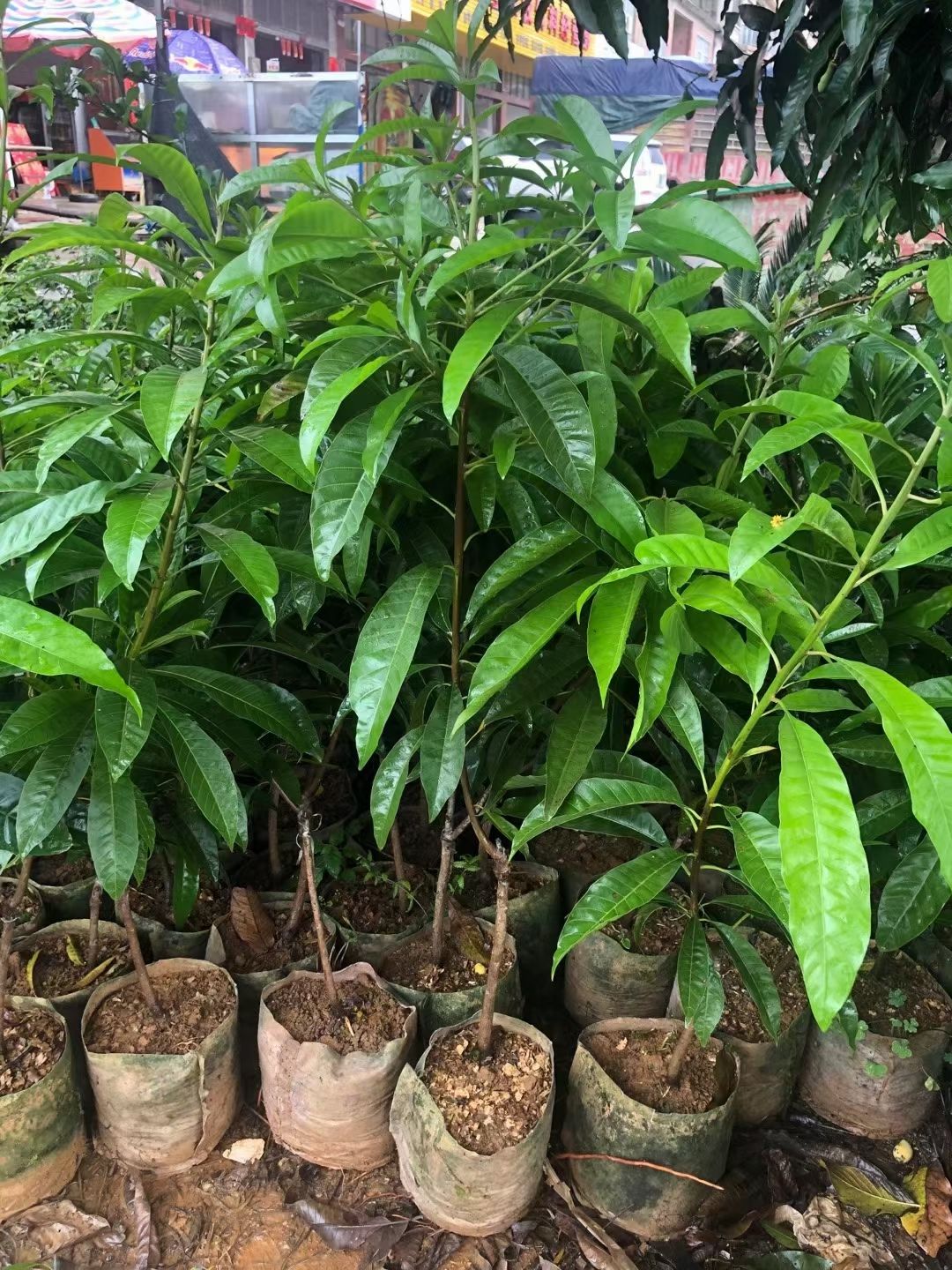 蛋黄果苗，营养杯苗带叶发货