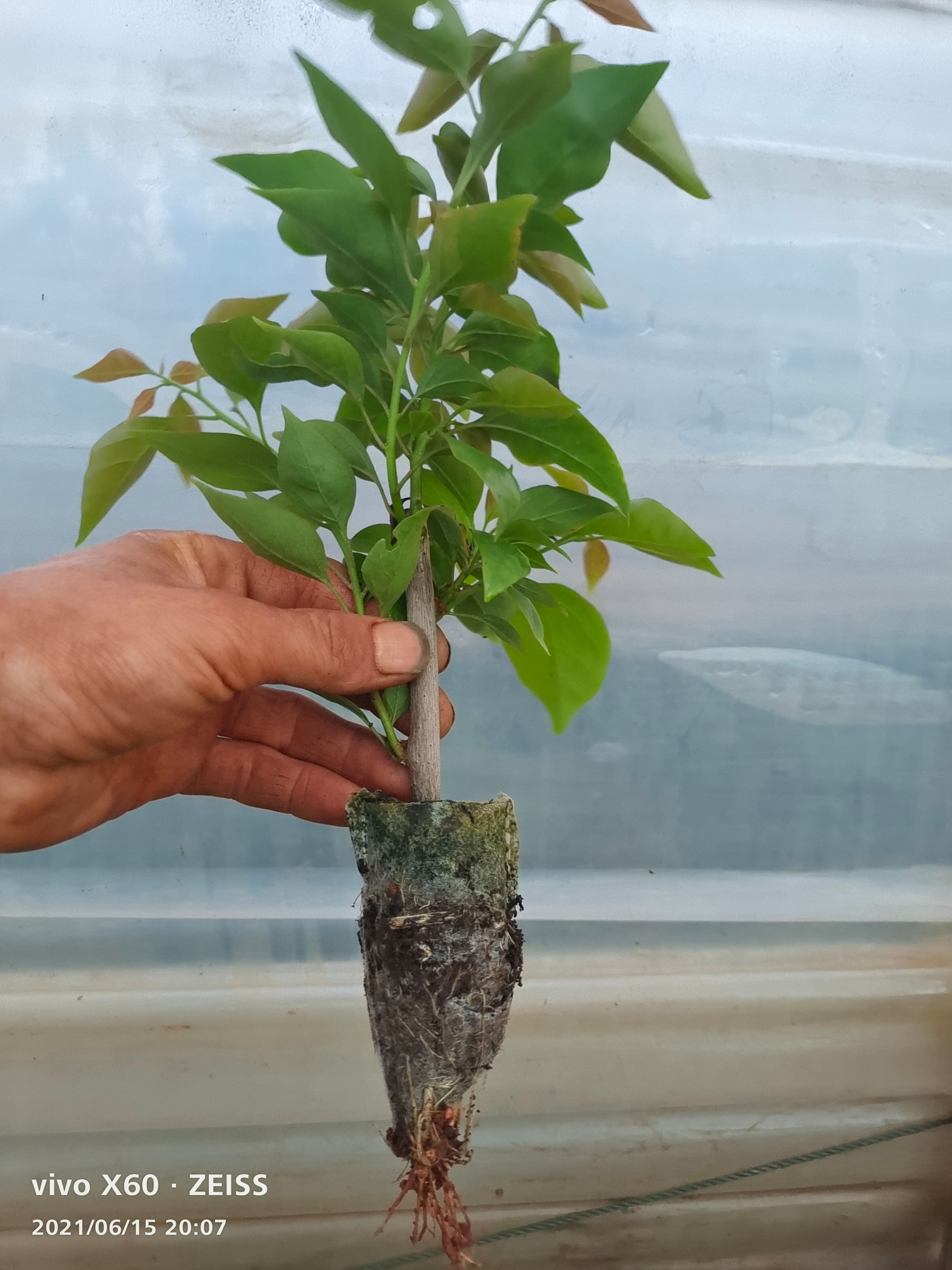 印度画报三角梅四季变色营养杯苗种植范围盆栽 绿化 庭园种植