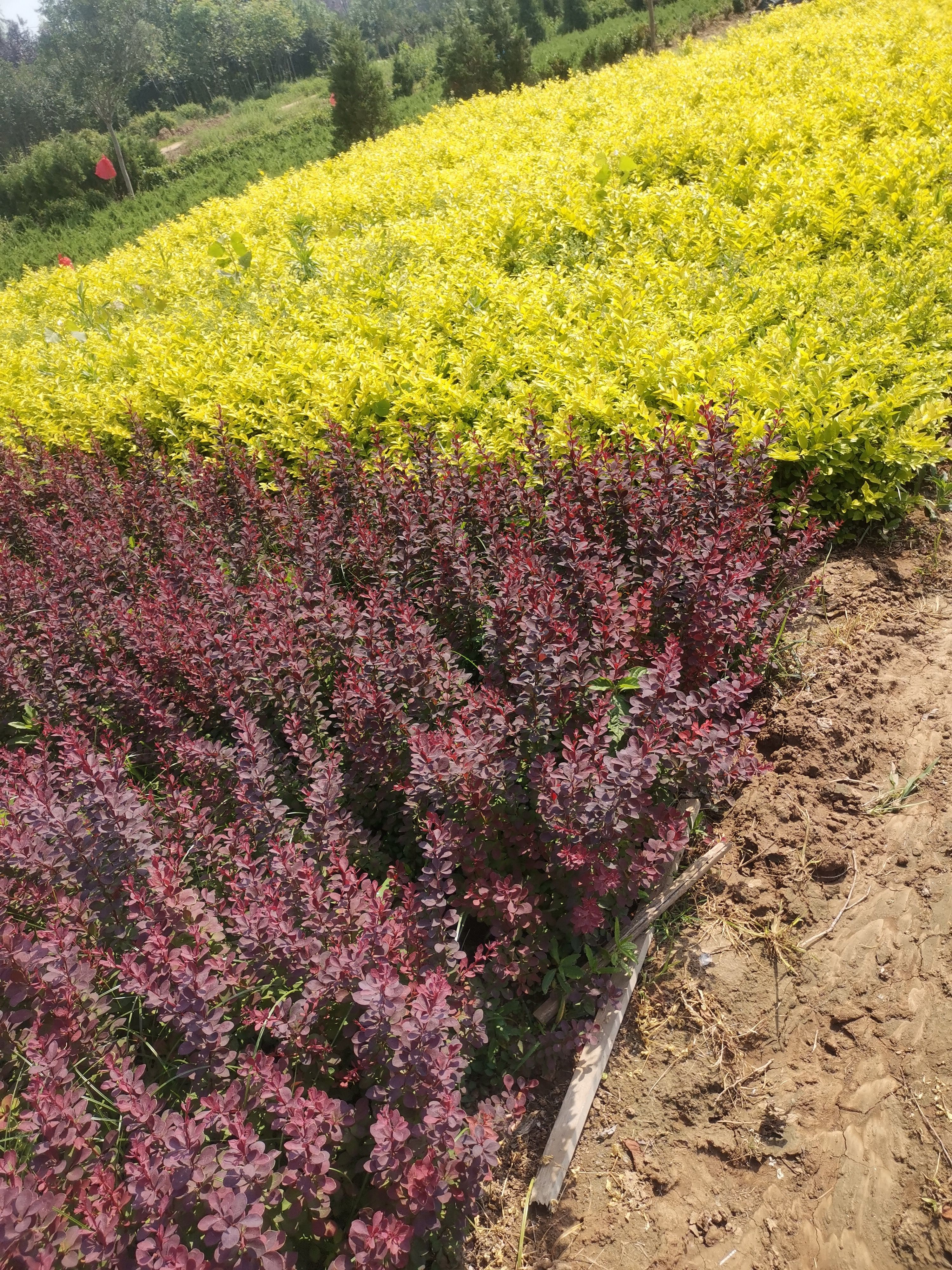 金叶女贞苗  金叶女贞当年生多年生苗木现挖现发现场确认后起苗