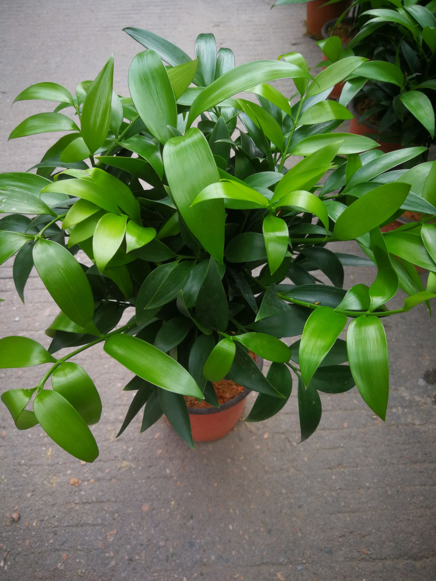 窄叶竹柏  竹柏苗 竹柏老庄树 盆栽竹柏 短叶竹柏竹柏籽圆叶竹柏