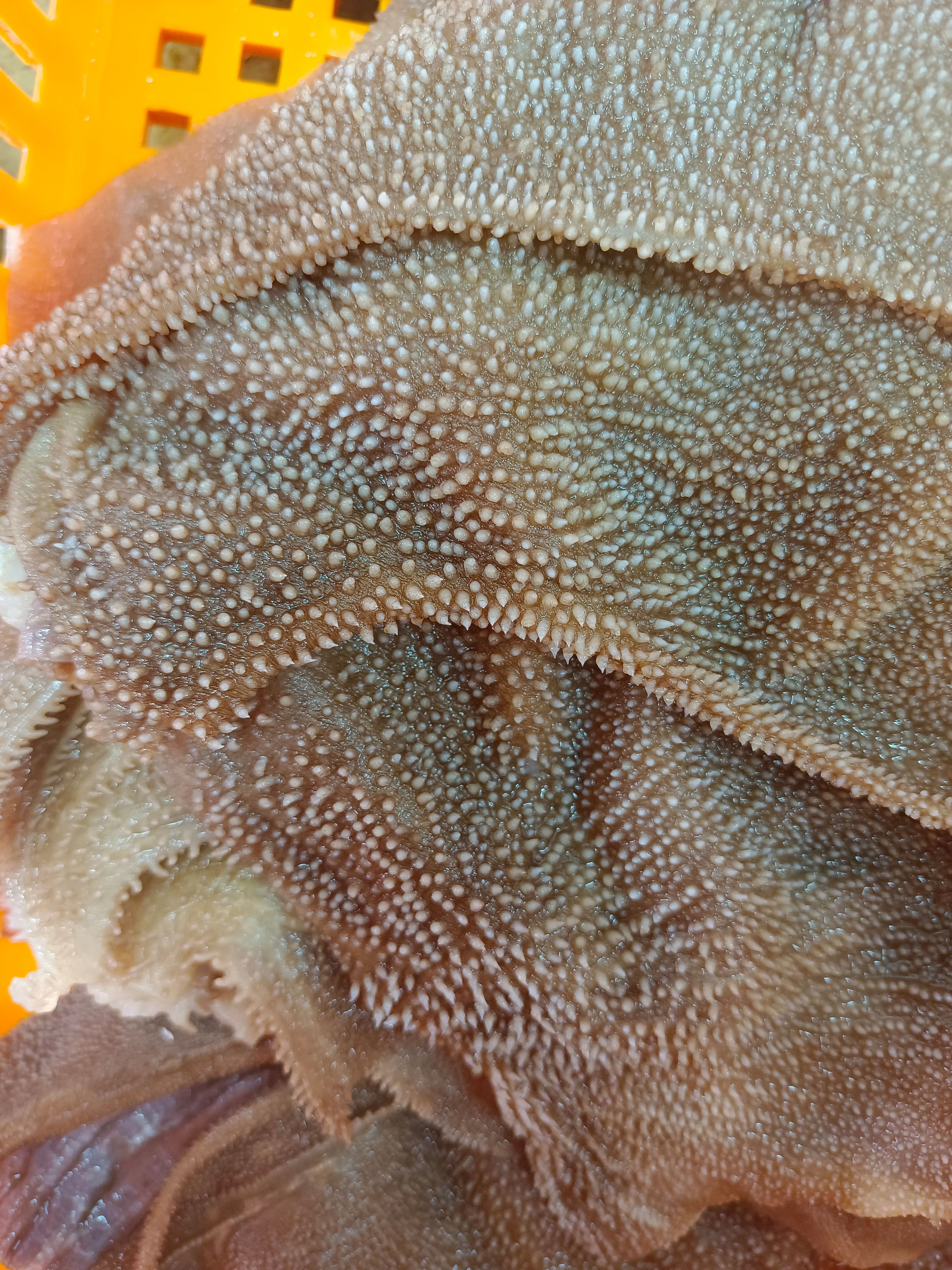 毛肚  精品大叶片 直供火锅。串串。酒店。