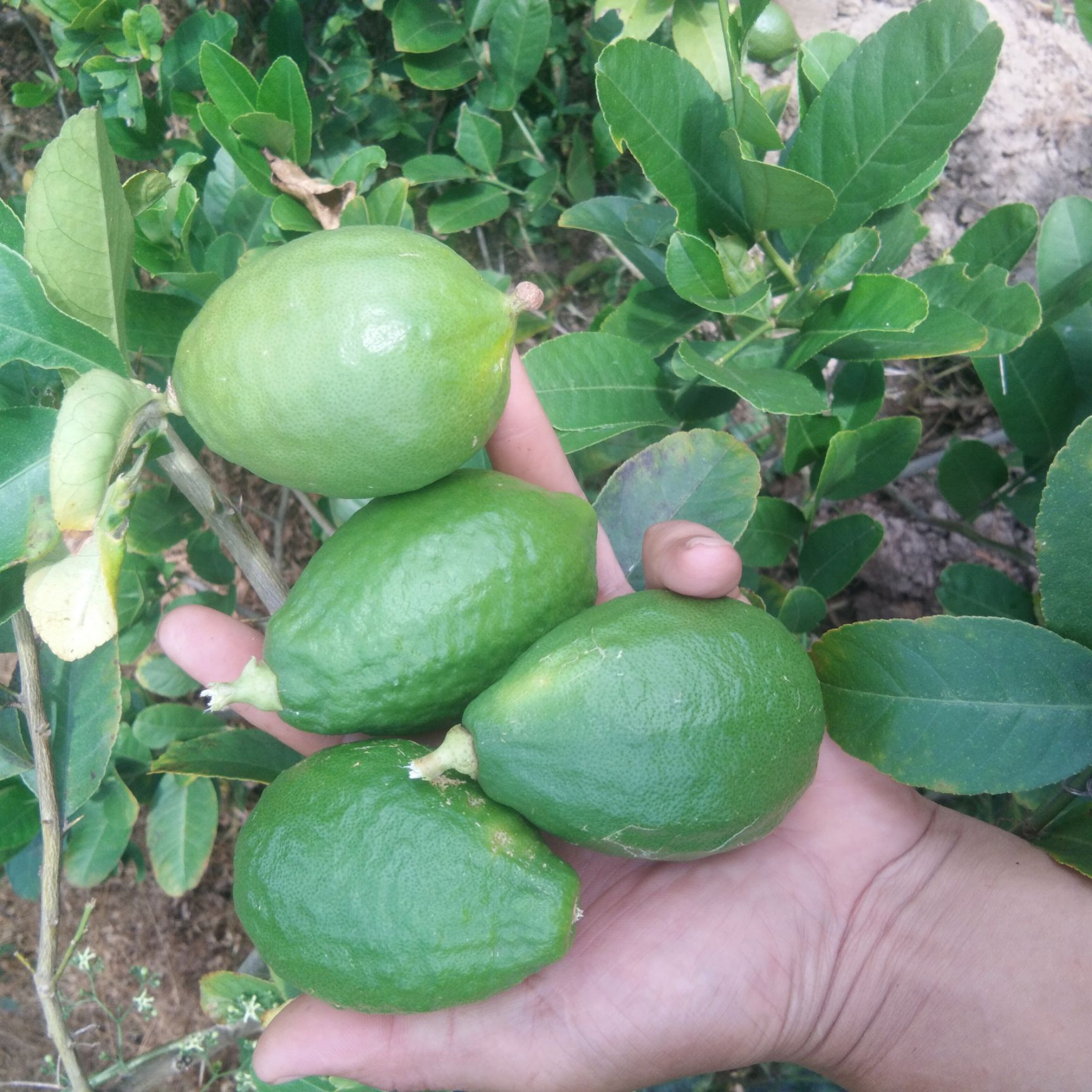 香水柠檬 广西壮族自治区玉林市博白县 无籽 