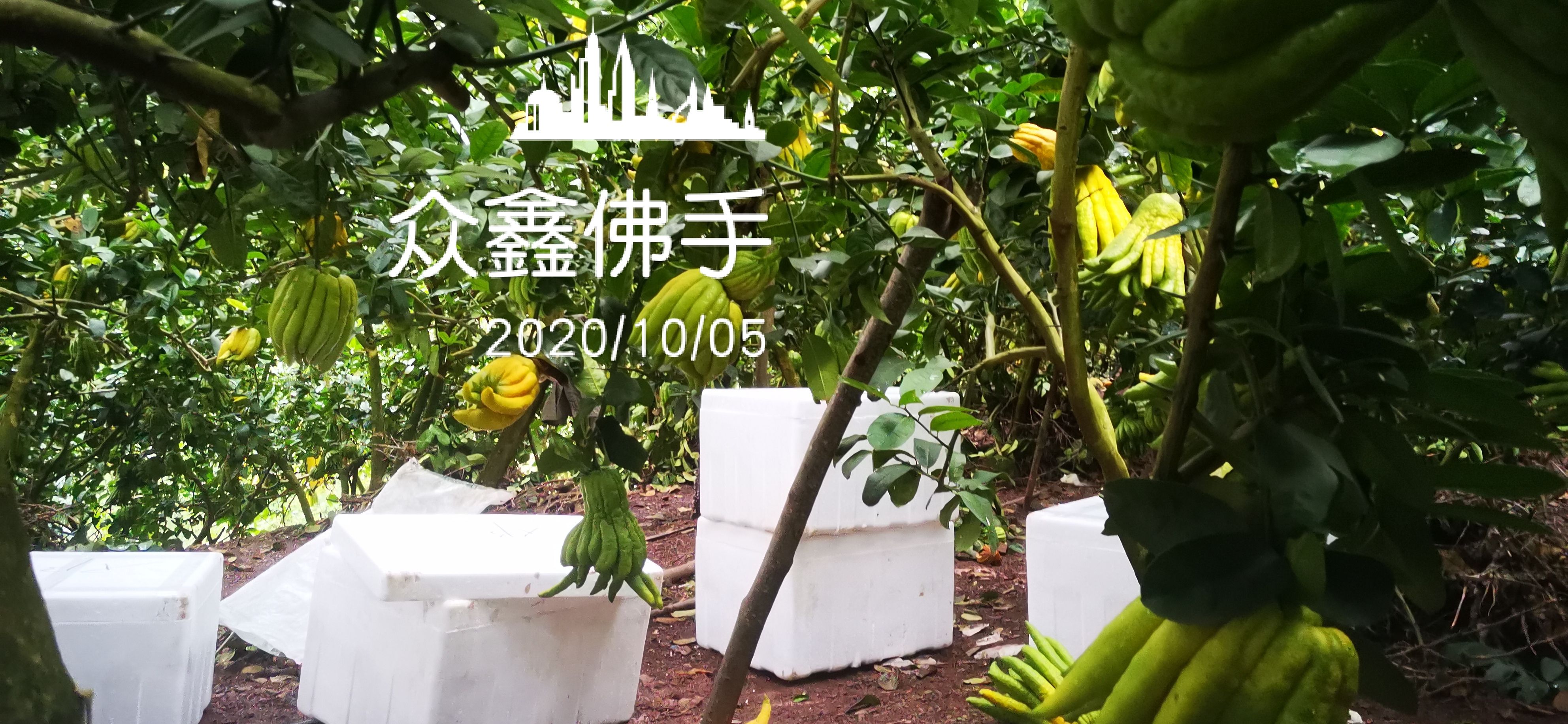 佛手观赏果，香橼观赏果