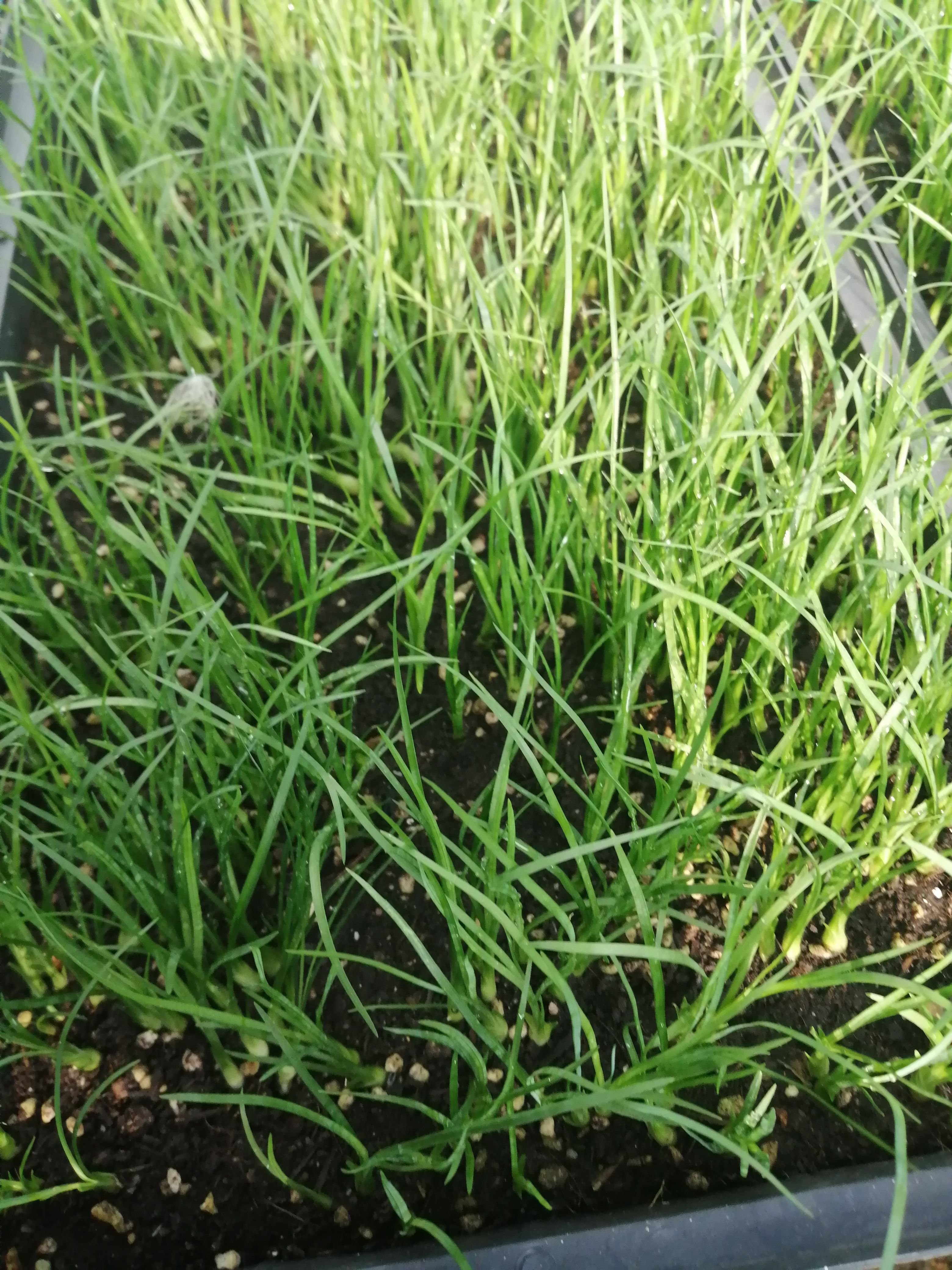 酒瓶兰盆栽  酒瓶兰