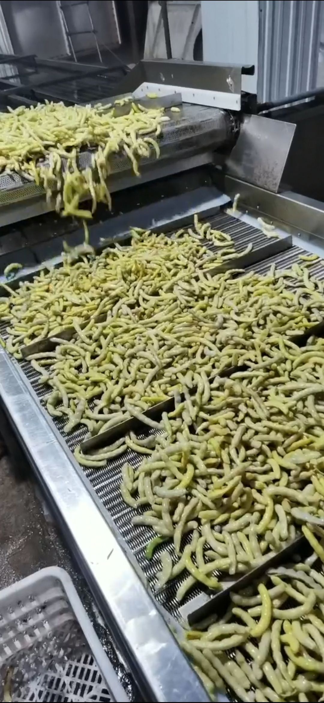 速冻蔬果 绥化特产速冻黄金沟火爆上市