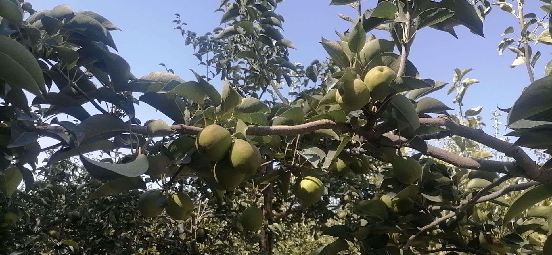 香梨 果型好，果子大，颜色红润。