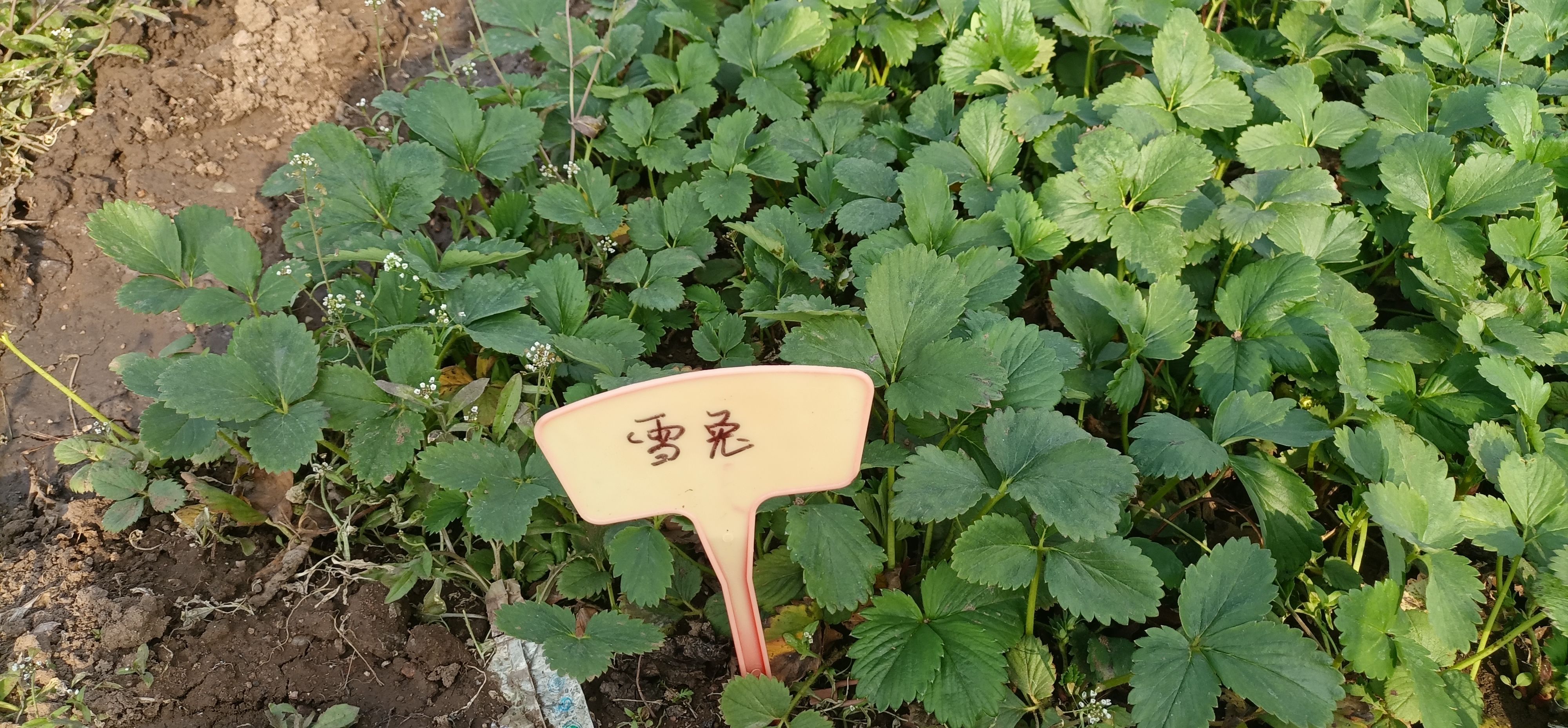 白草莓 章姬，天使，粉玉，红颜，淡雪草莓苗，大量有货